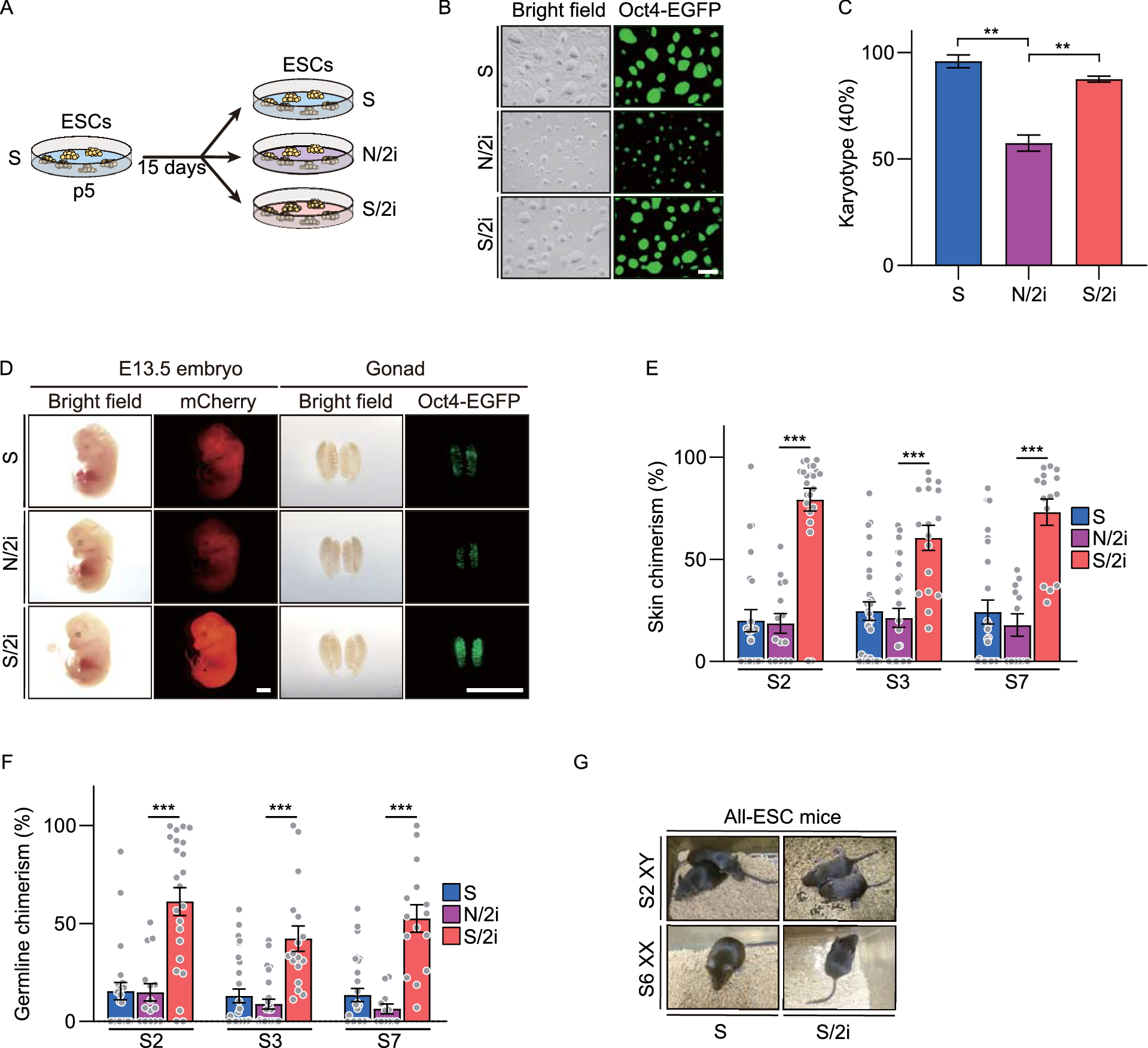 BMP4 preserves the developmental potential of mESCs through - and -mediated chromosomal stability safeguarding