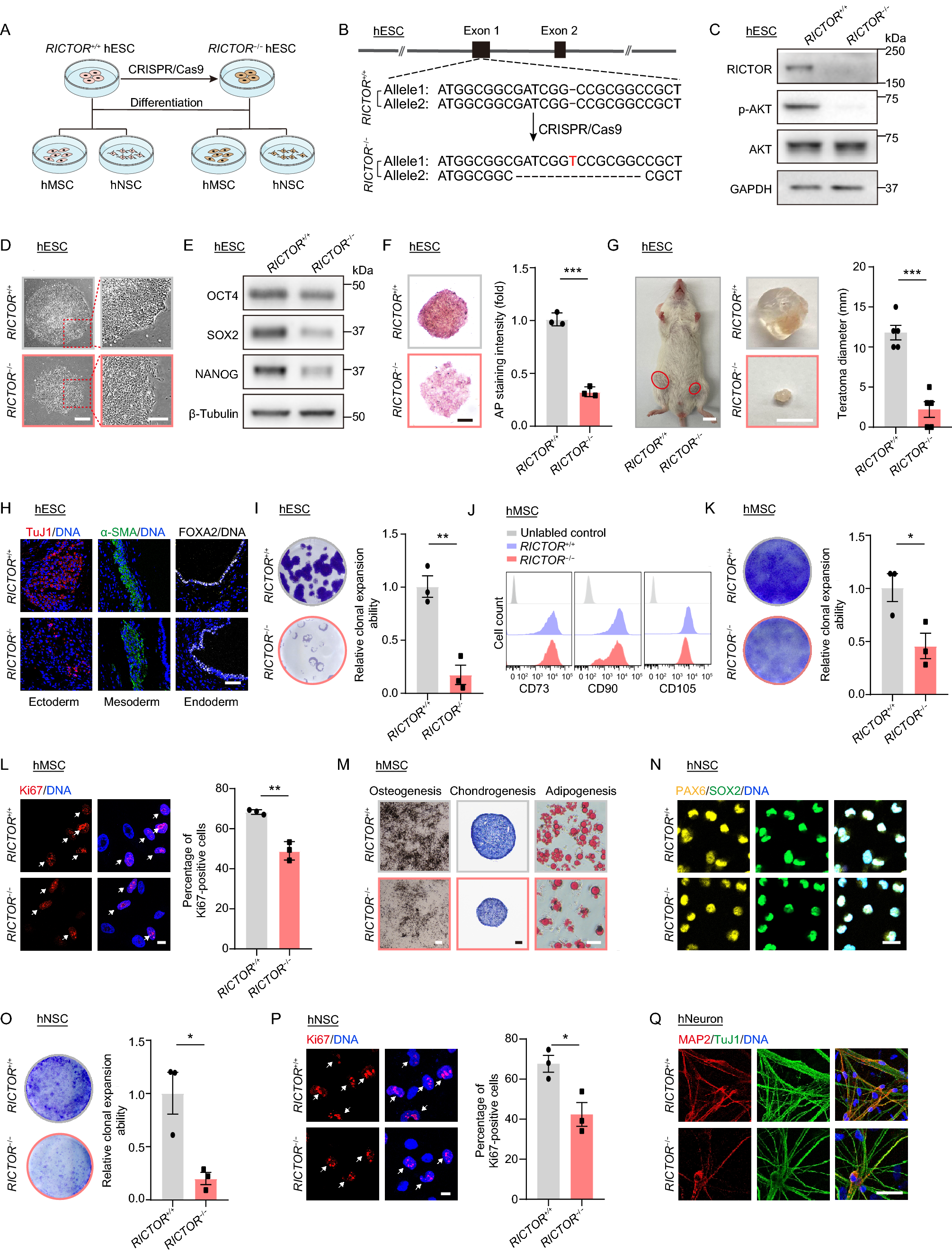 mTORC2/RICTOR exerts differential levels of metabolic control in human embryonic, mesenchymal and neural stem cells