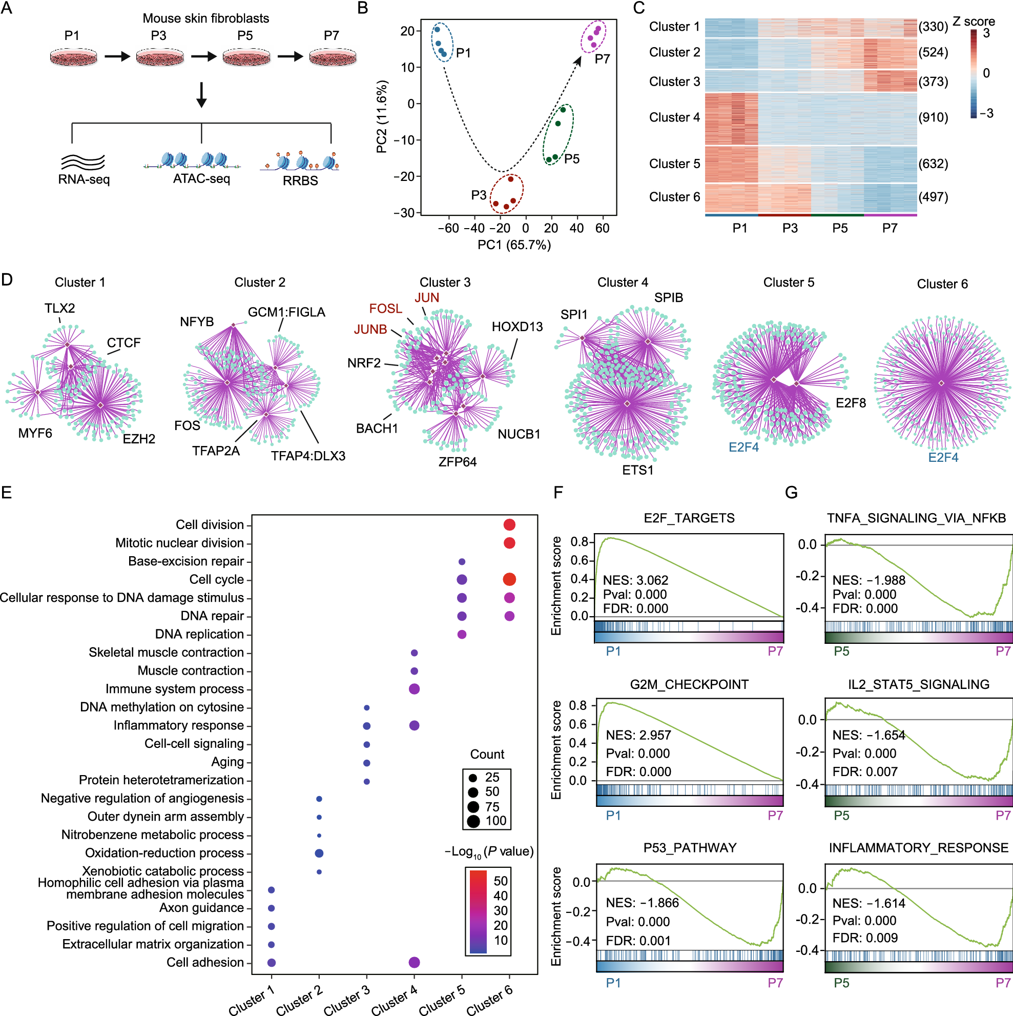 Unveiling E2F4, TEAD1 and AP-1 as regulatory transcription factors of the replicative senescence program by multi-omics analysis