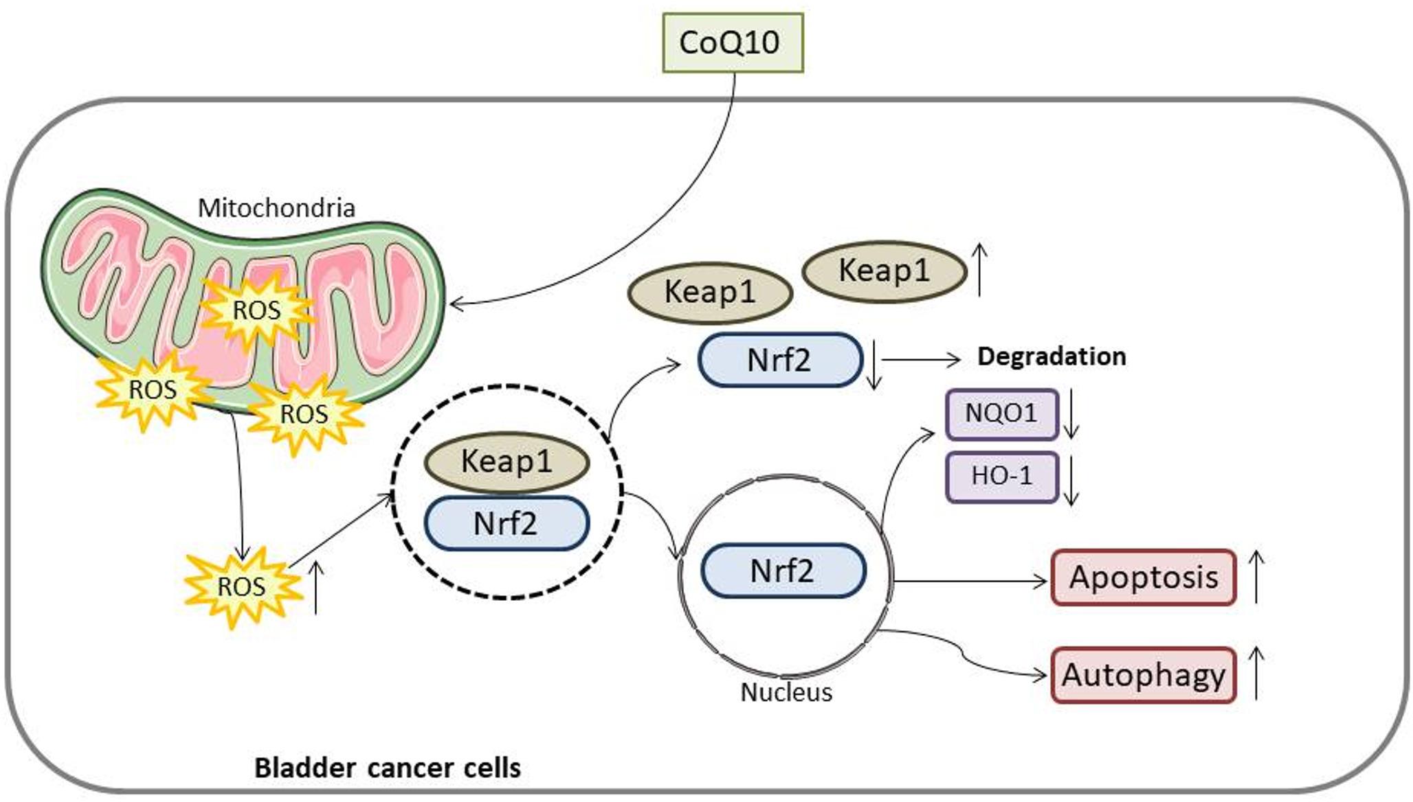 Coenzyme Q10 exerts anti-cancer effects in bladder cancer by inducing ROS-mediated apoptosis and autophagy