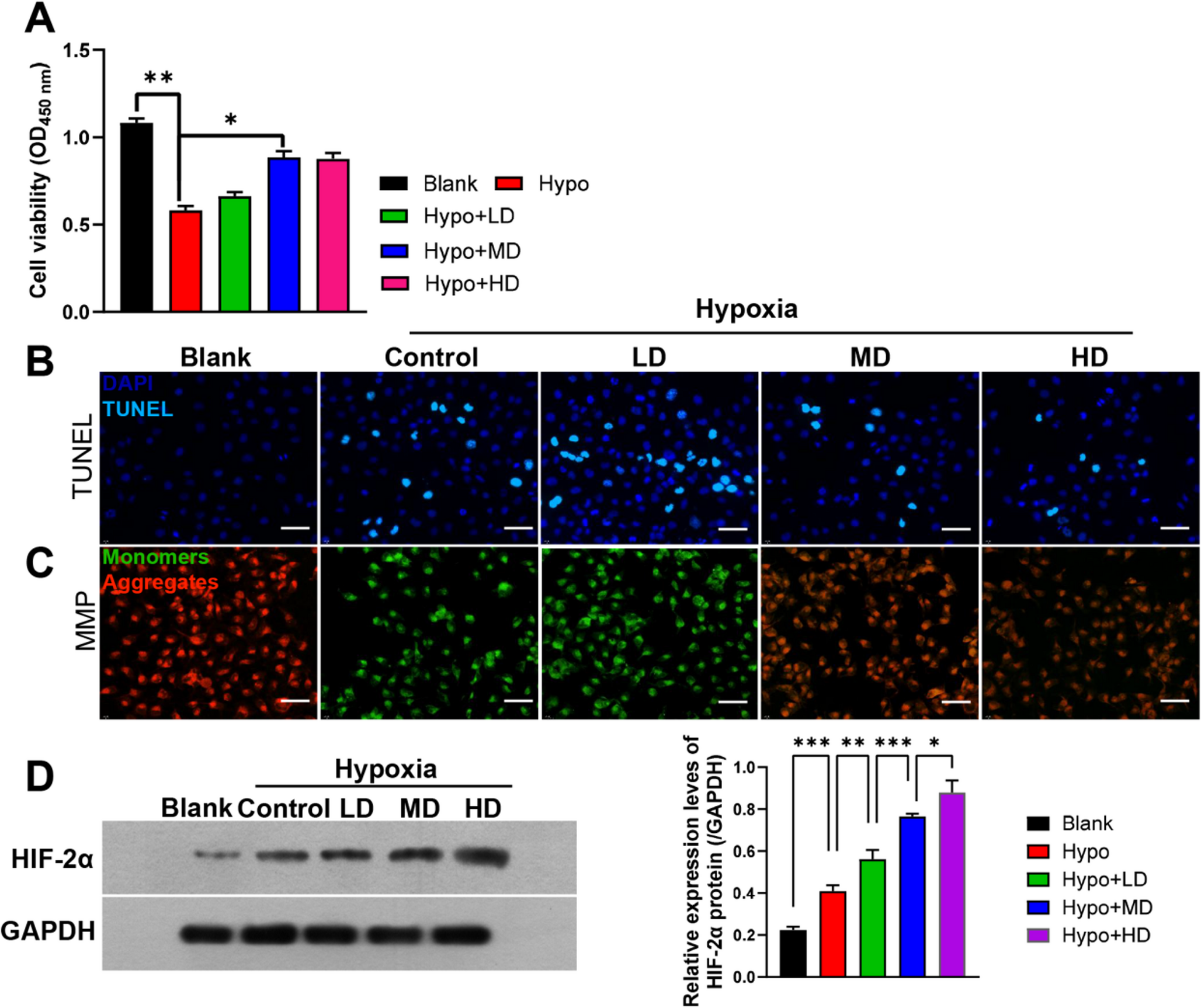 Astragaloside IV ameliorates cardiomyocyte injury and heart failure through hif/rho/rock pathway regulation: In vitro and in vivo insights
