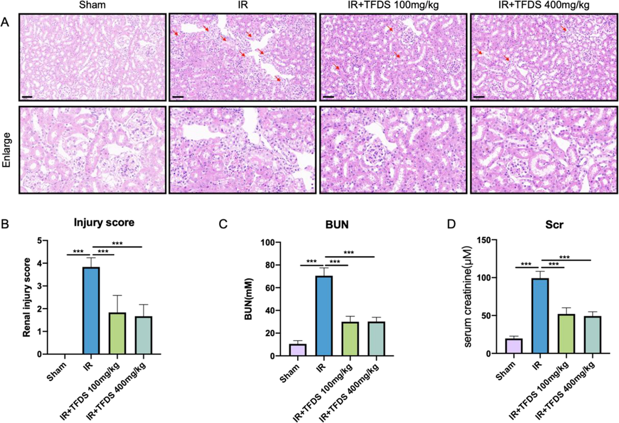Total favonoids of esmodium  relieve renal ischemia–reperfusion injury by suppressing ferroptosis through P53/SLC7A11/GPX4 signaling pathway
