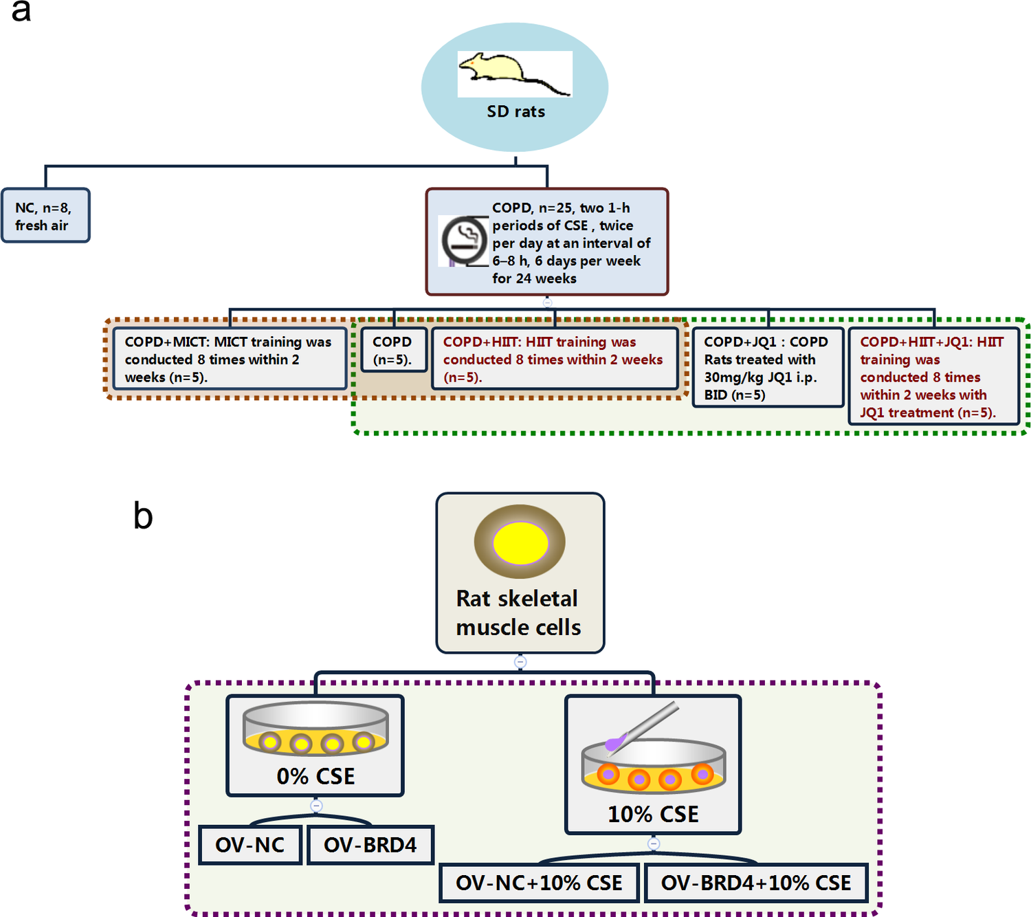 High-intensity interval training alleviates COPD-induced gastrocnemius muscle dysfunction via the BRD4/PGC-1α axis through restoring mitochondrial function and oxidative fiber composition
