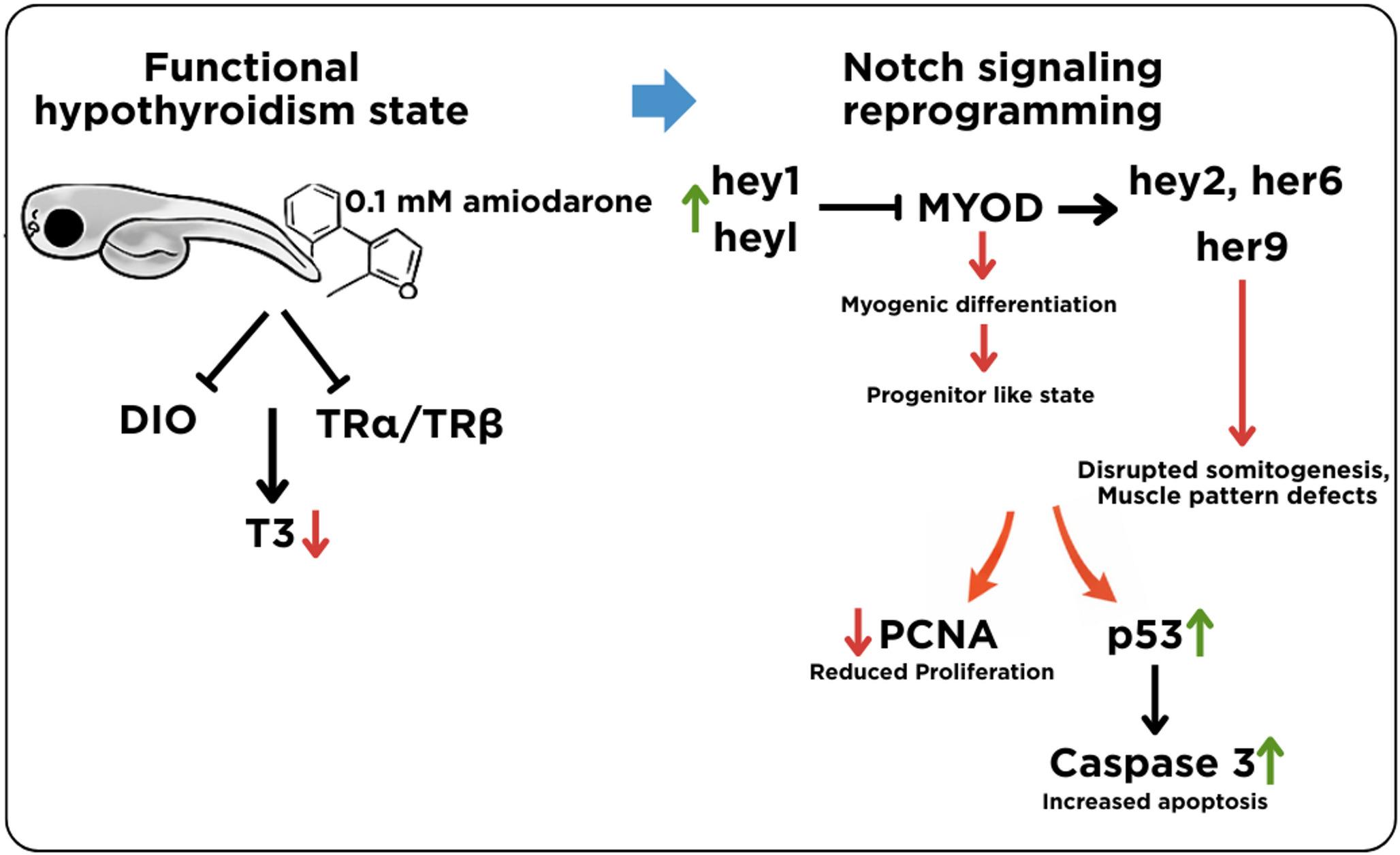 Amiodarone disrupts thyroid hormone homeostasis and impairs myogenic progression and locomotor function in zebrafish embryos