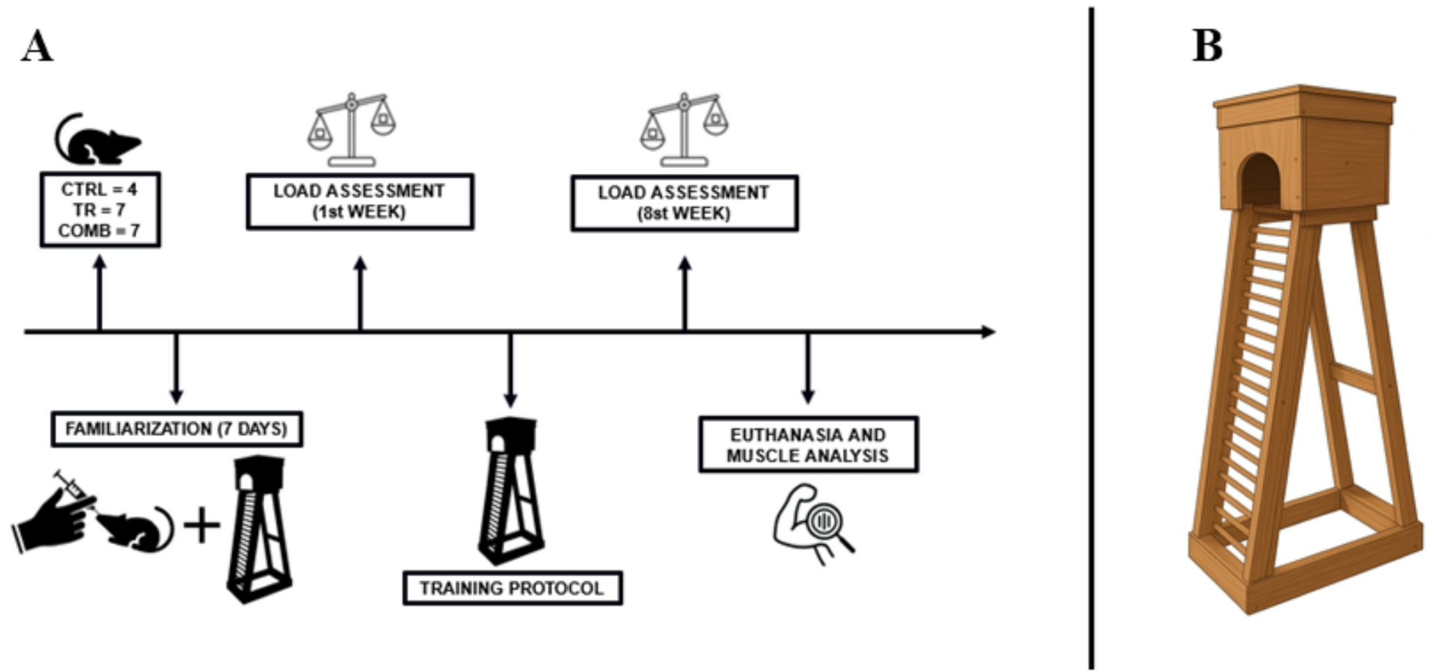 The effect of nimesulide on skeletal muscle hypertrophy and load progression after 8 weeks of resistance training in wistar rats