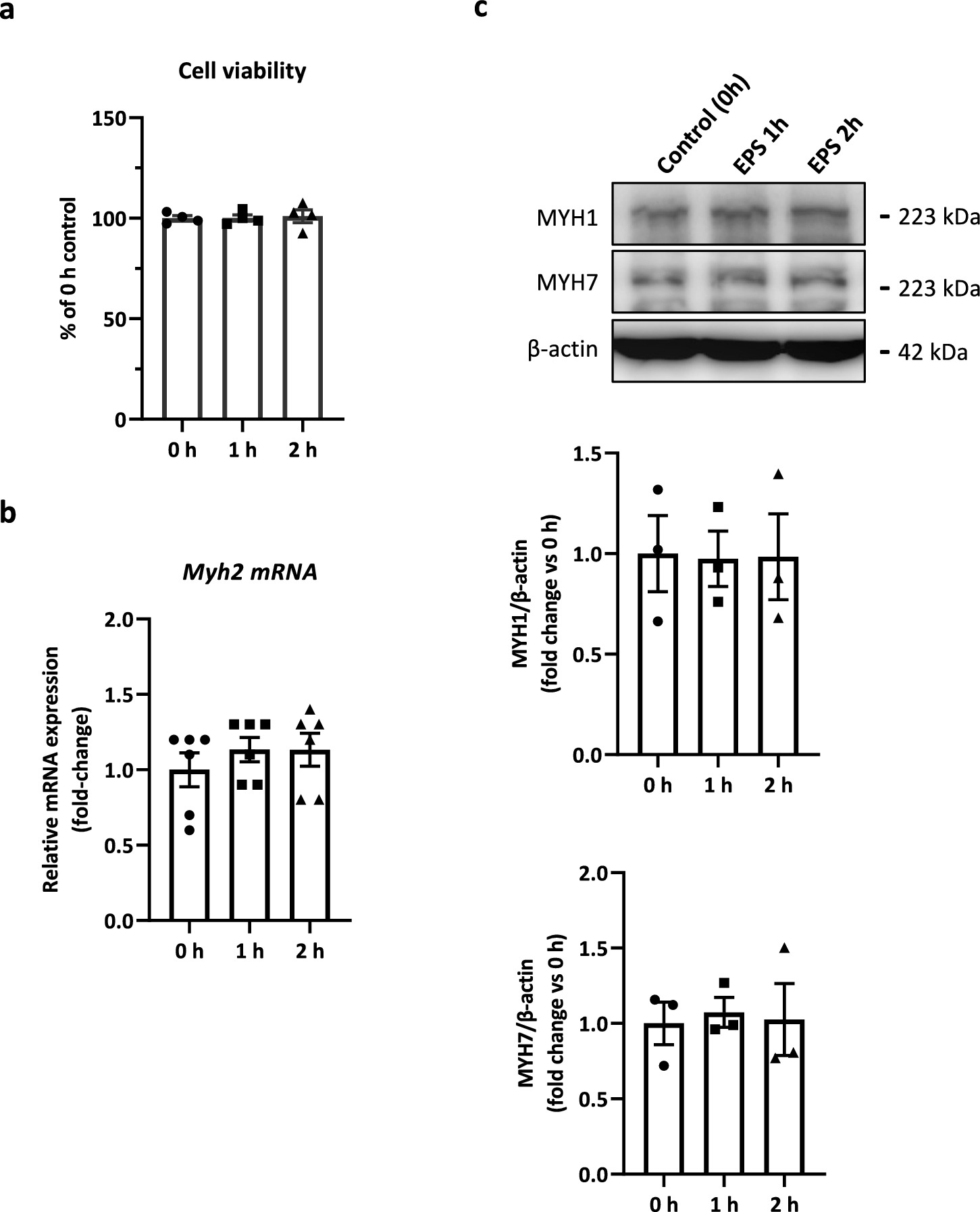 Short-duration electrical pulse stimulation induces myokines and mitochondrial adaptations in C2C12 myotubes