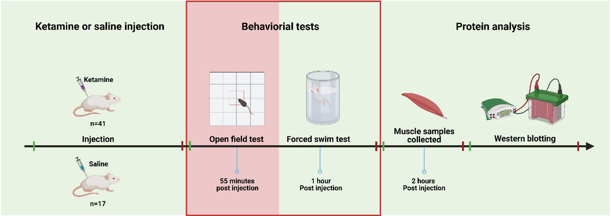 A single S-ketamine injection enhances mTOR signaling in rat skeletal muscle