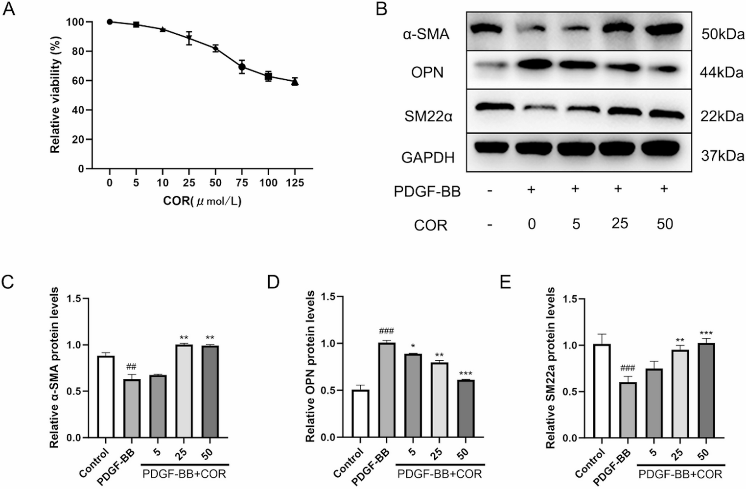 Corilagin inhibits the proliferation of vascular smooth muscle and excessive matrix deposition following vascular injury via the MAPK pathway