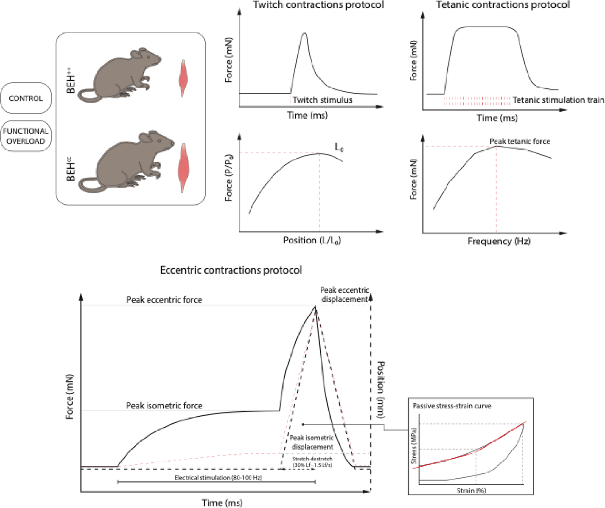 Myostatin deficiency blunts mechanical adaptation of soleus muscle to overload