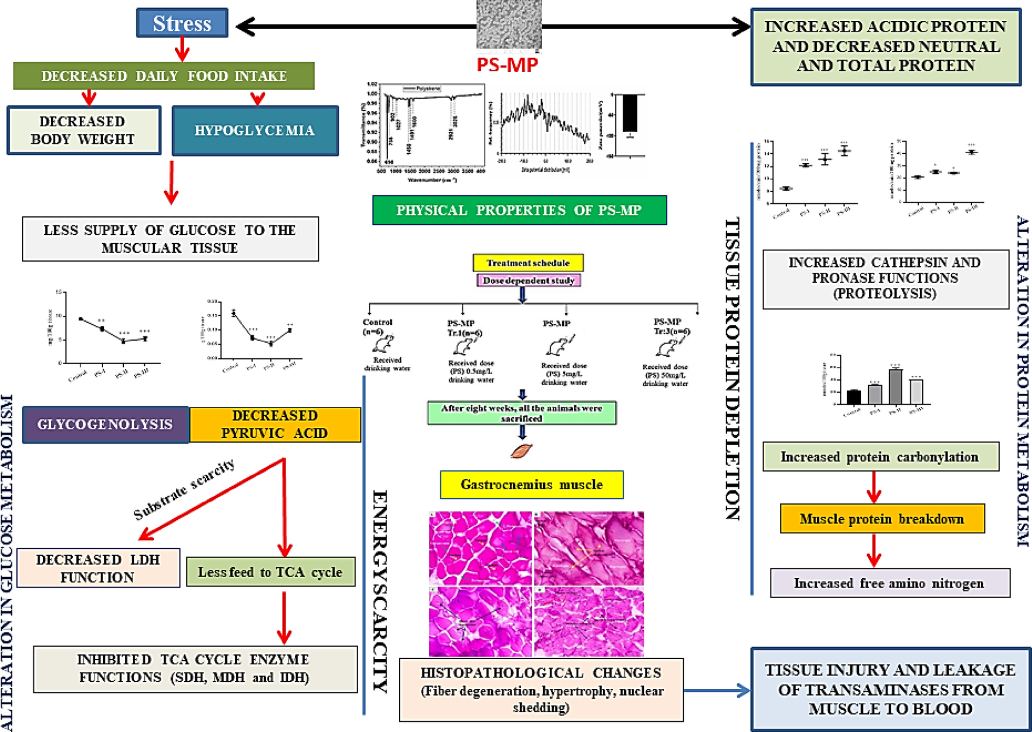 Polystyrene microplastics (PS-MPs) disturb skeleto-muscular energy metabolism and tissue architecture following sub-acute exposure: A dose-responsive study