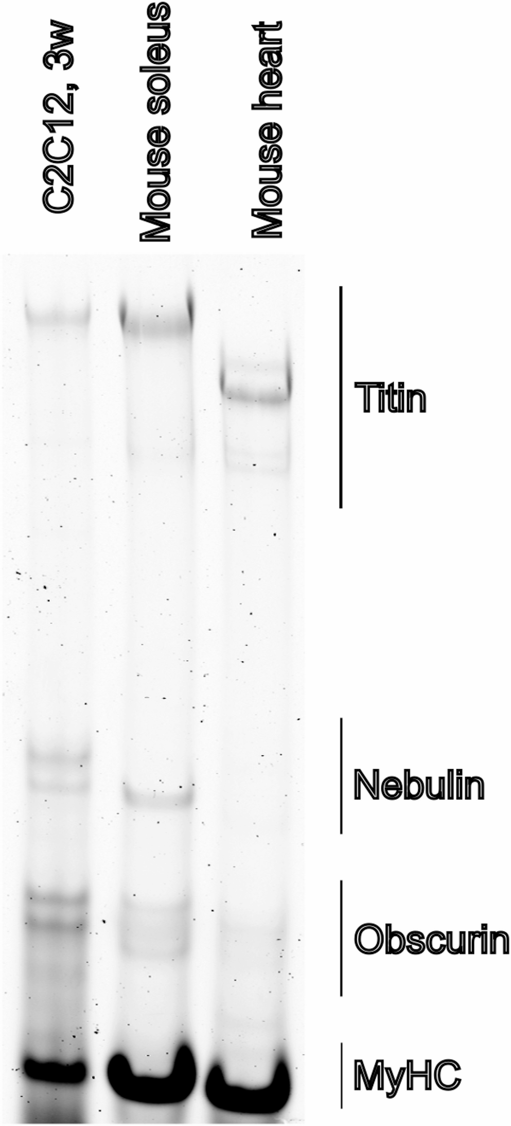 Optimizing 2D in vitro differentiation conditions for C2C12 murine myoblasts on gelatin hydrogel