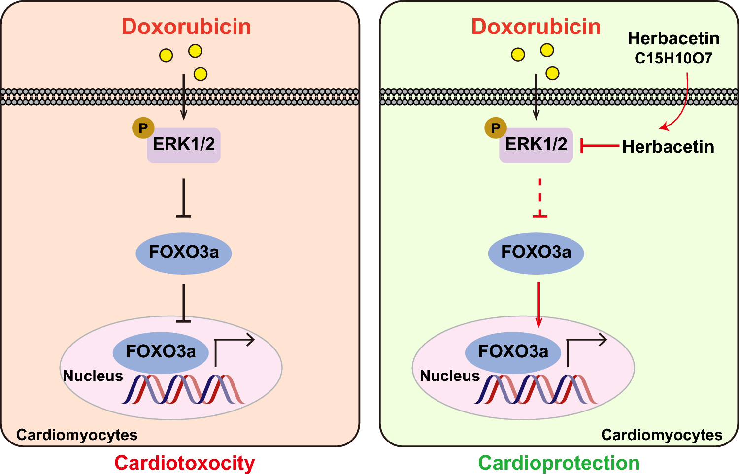 Herbacetin alleviates acute doxorubicin cardiotoxicity via regulating the ERK1/2-FOXO3a signaling pathway