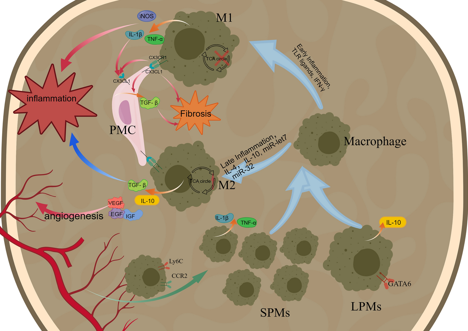 The role of macrophages in peritoneal dialysis-associated peritoneal fibrosis