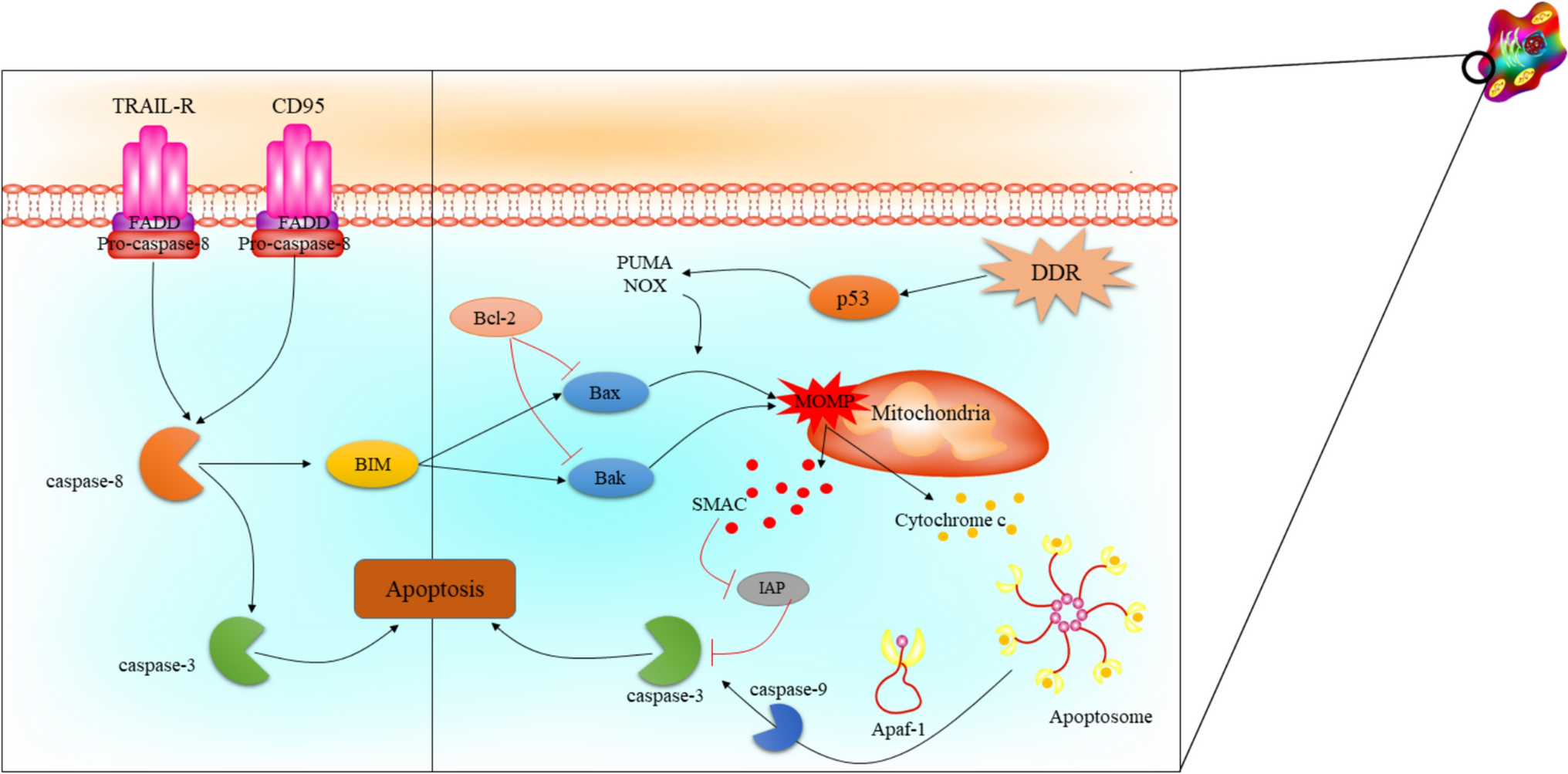 The interplay between circadian rhythm components and apoptosis in health and disease