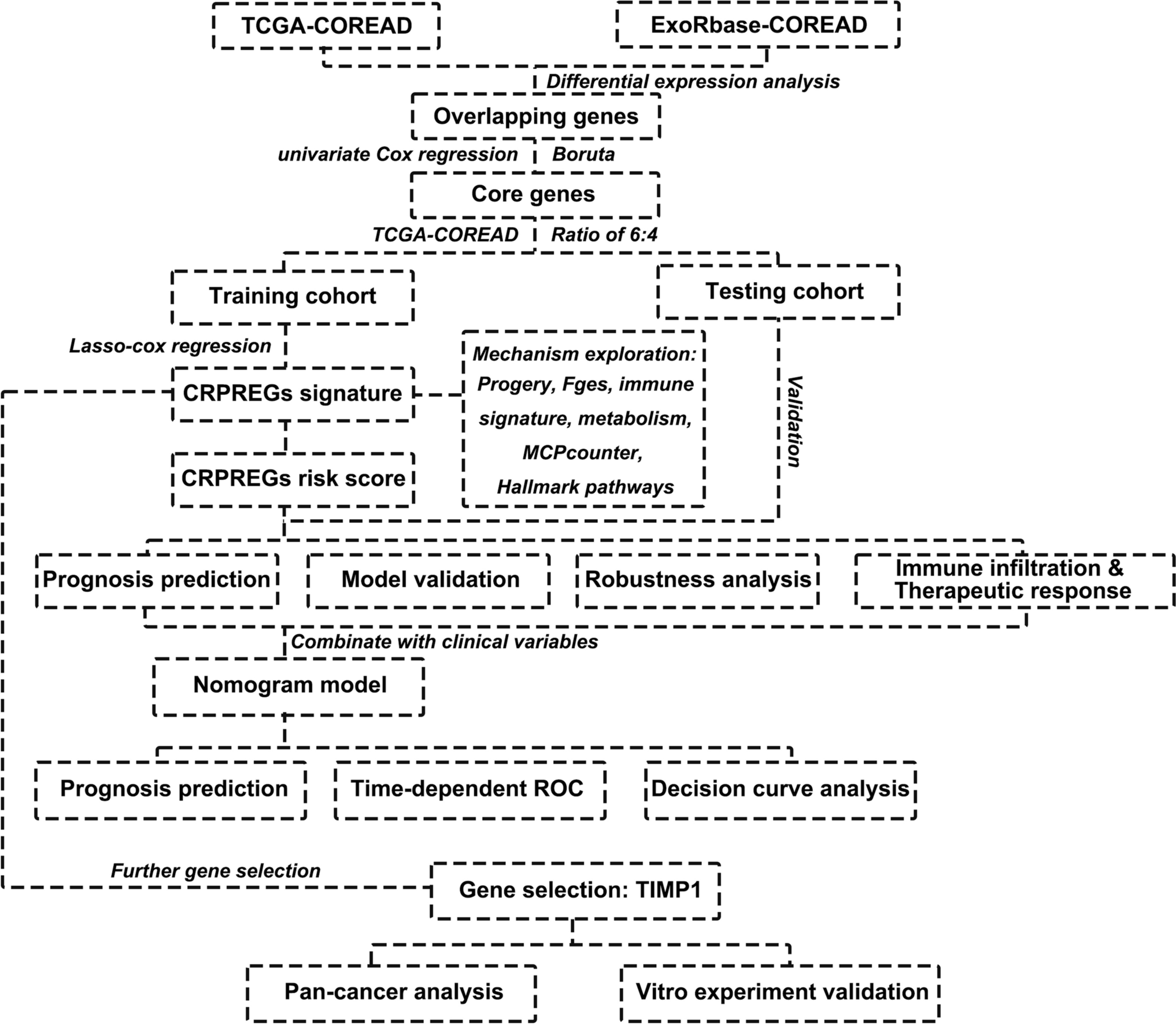 Construction of a risk model based on exosome-related genes predict clinical prognosis and therapeutic response and revealing  as a promising target in colorectal cancer
