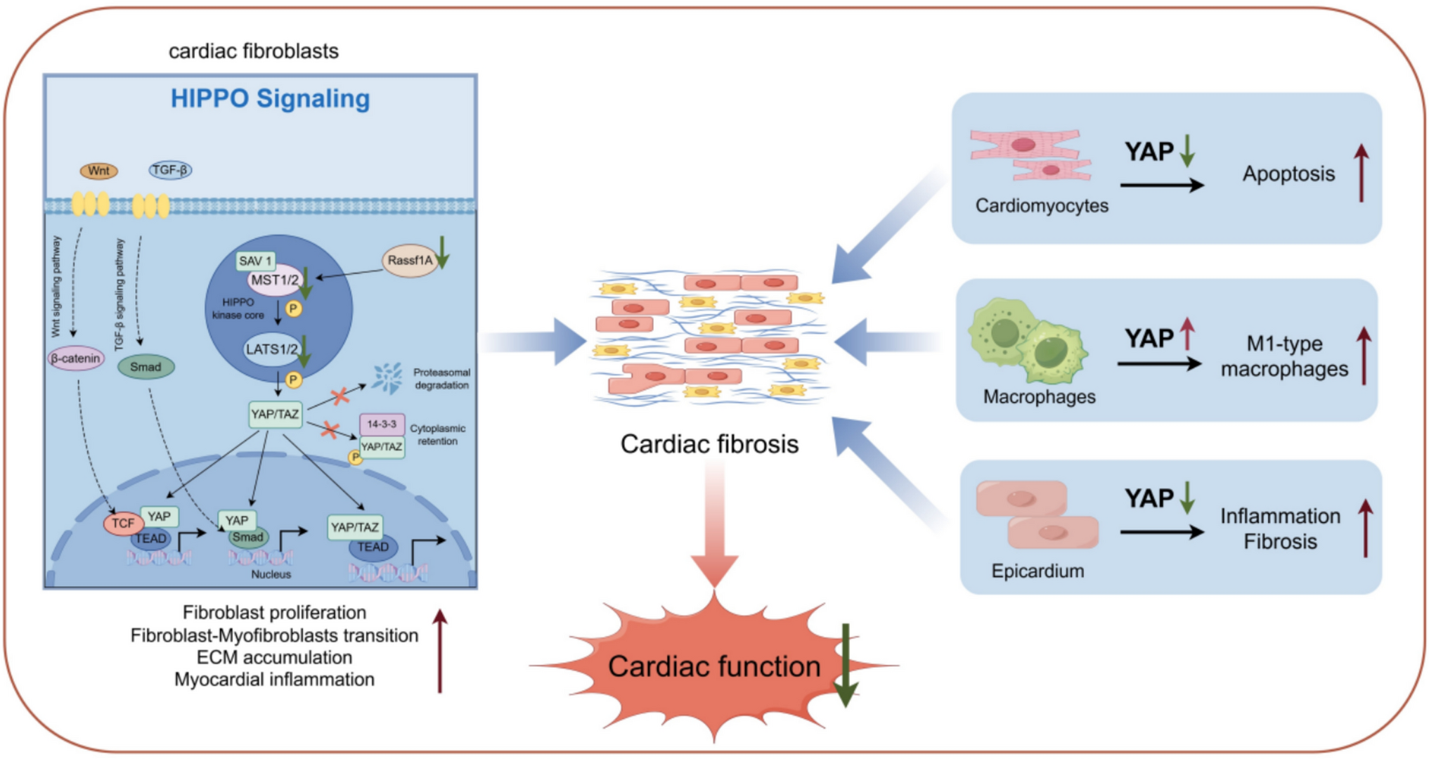 The Hippo pathway in cardiac fibrosis: mechanisms and therapeutic prospects