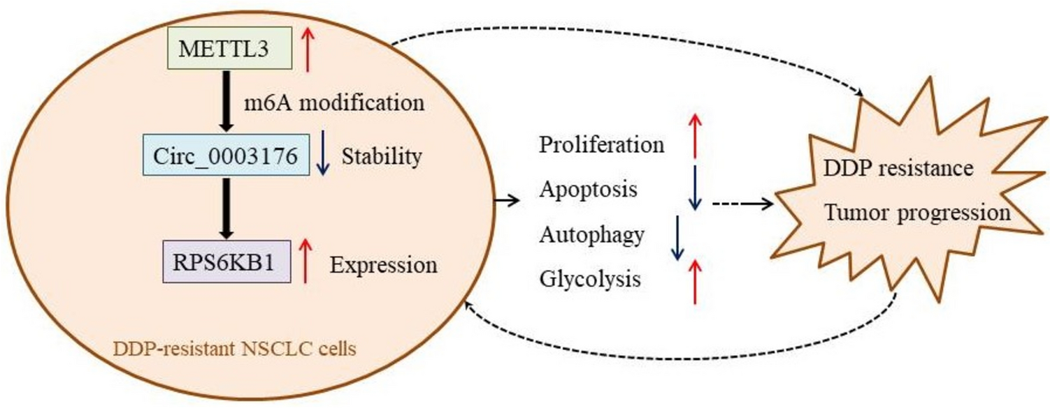 Hsa_circ_0003176: a key player in the m6A modification-mediated regulation of autophagy and glycolysis in cisplatin-resistant non-small cell lung cancer
