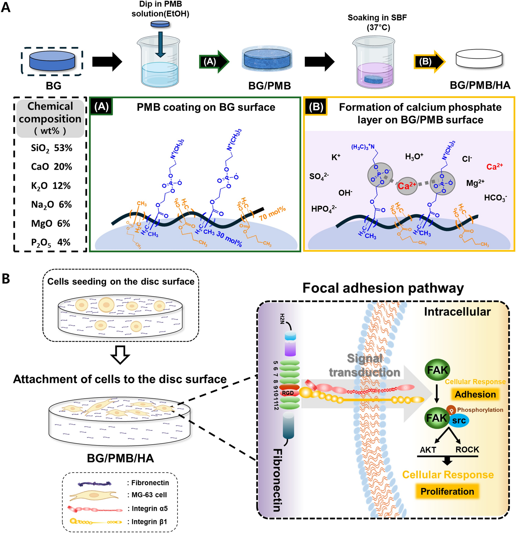 Poly(2-Methacryloxyethyl Phosphorylcholine-Co-Butyl Methacrylate) Coating Enhances Biomimetic Mineralization of Bioglass and Promotes Cellular Proliferation