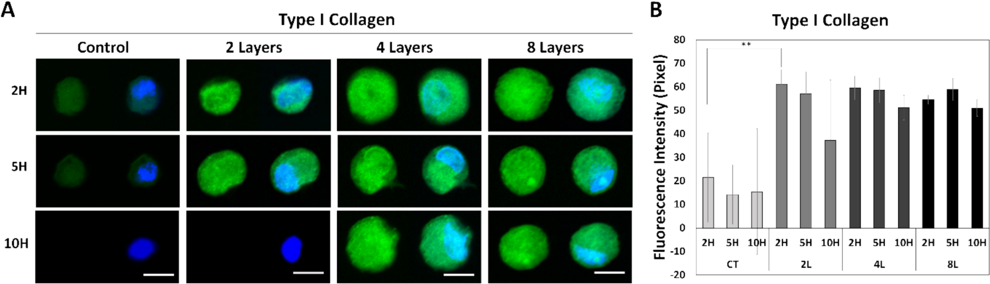 Biochemical and Mechanical Signal Differentially Contribute to Survival in Surface-Modified Cell Model
