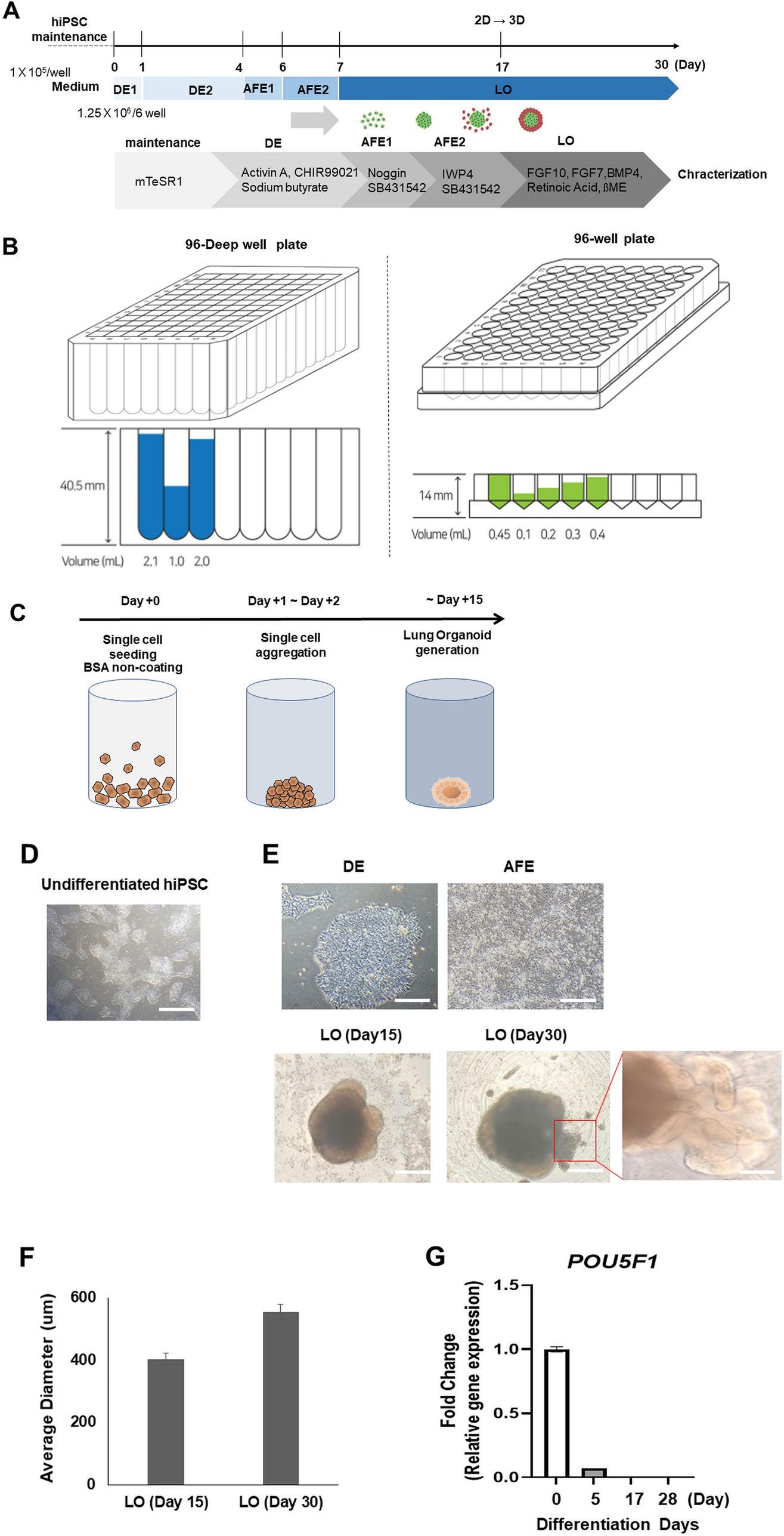 Development of Lung Mimics Using Homogeneous Pluripotent Stem Cells in Deep-Well Plate with Antioxidant-Enriched Media for Drug Screening and Infectious Disease Research