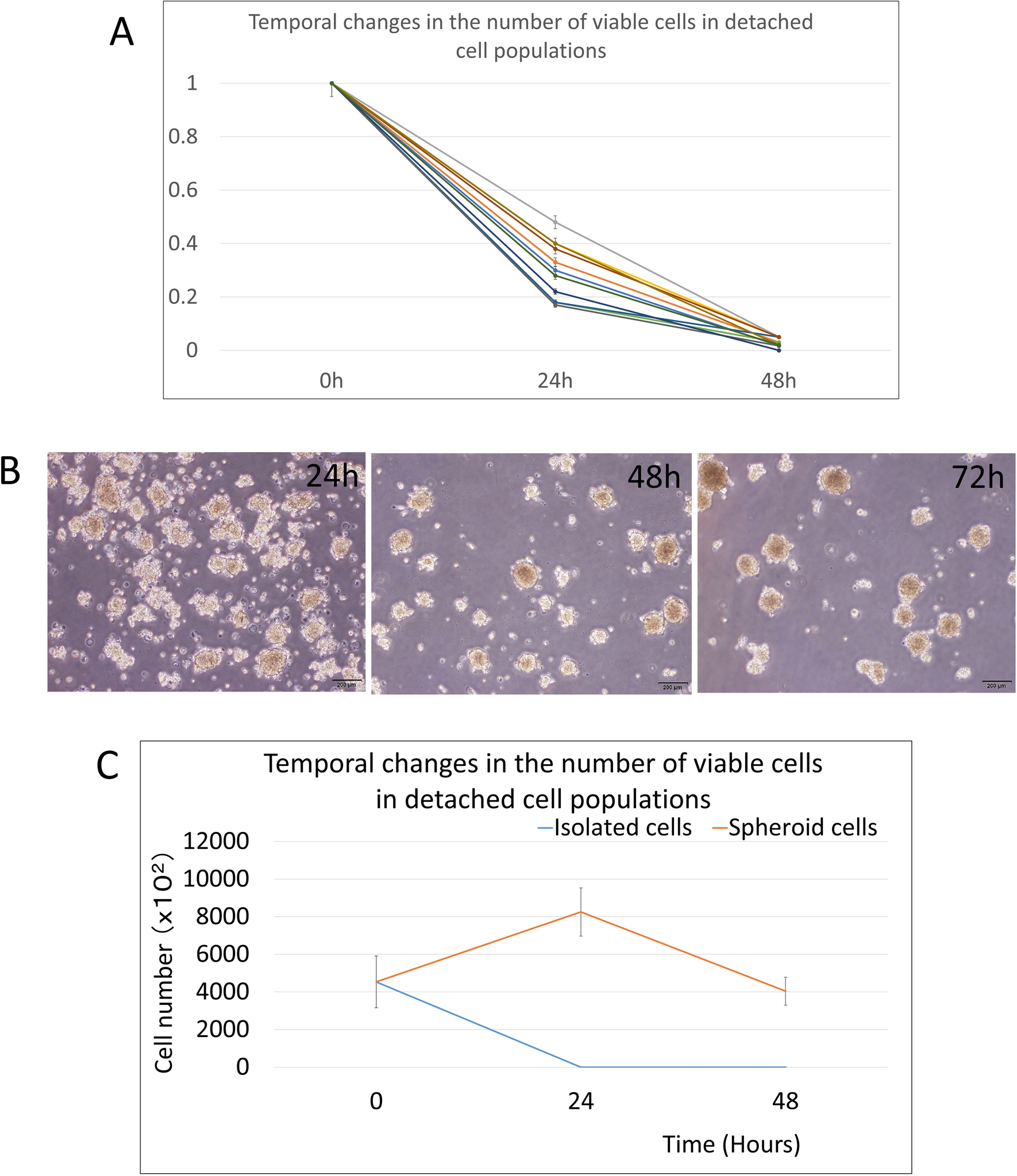 Transcriptomic Profiling Reveals Mechanisms of Anoikis Resistance in Spheroid-Cultured Human Umbilical Cord Mesenchymal Stem Cells