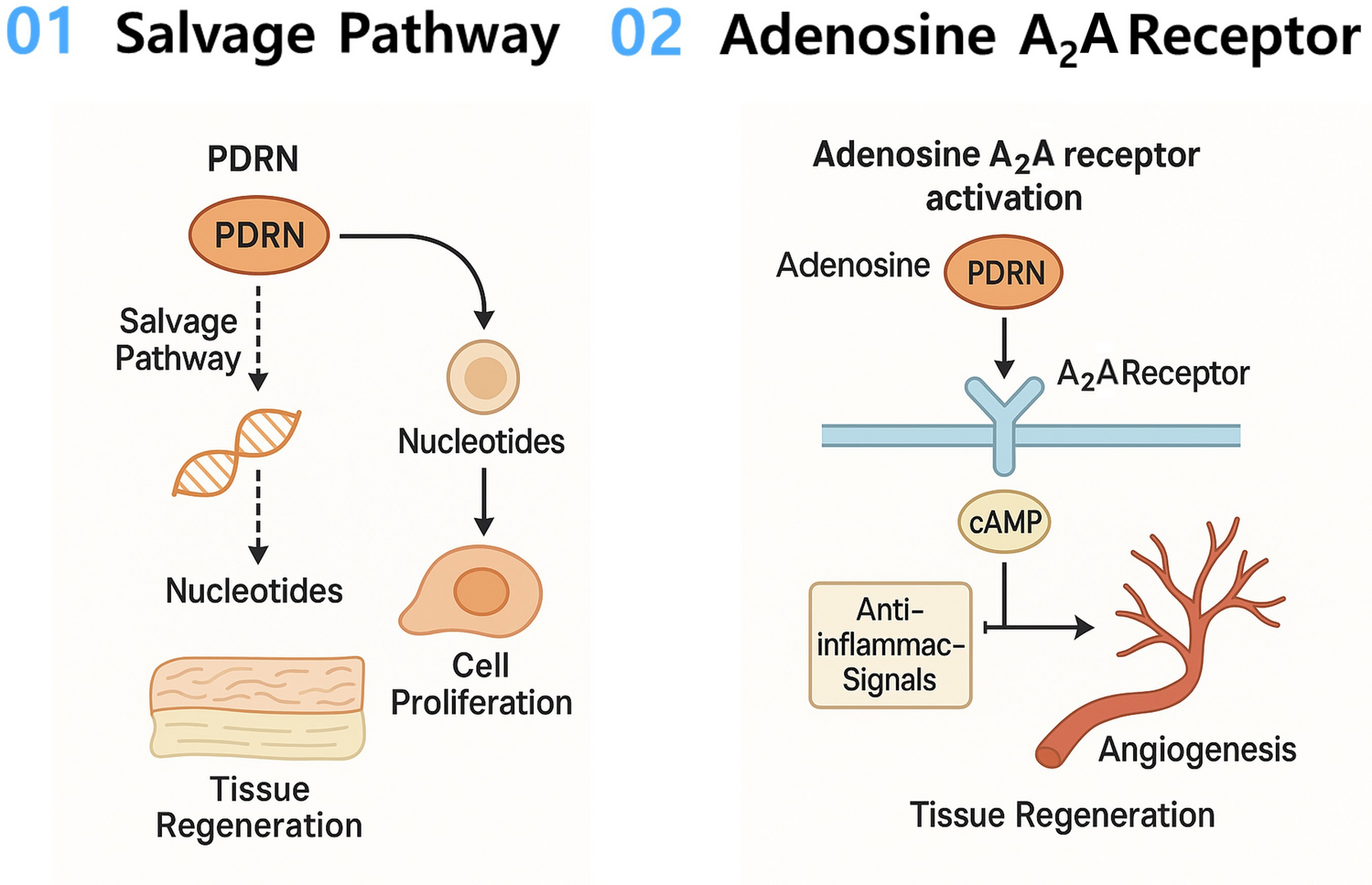 Polydeoxyribonucleotide (PDRN) in Dentistry: Narrative Review for Mechanisms and Emerging Clinical Applications