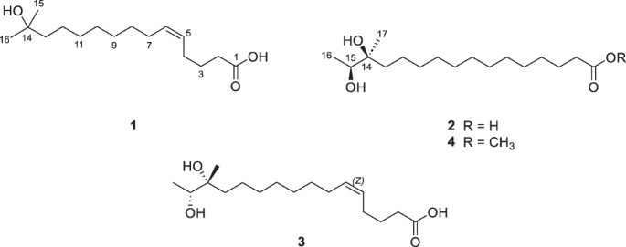 Four new hydroxyl fatty acids, gambaoic acids A-C and gambaoic B methyl ester, from Shrimp Jeotgal-derived Bacillus sp. SNB-066