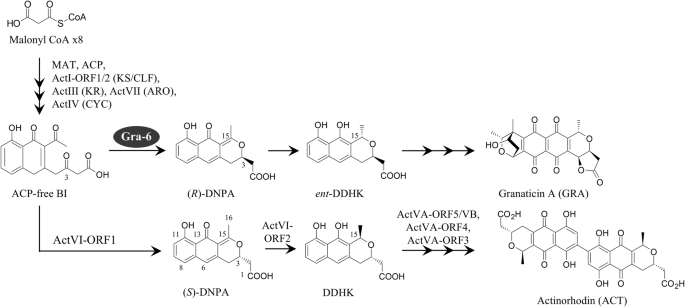 Functional characterization of Gra-6 as a branch-point enzyme directing (R)-DNPA formation in BIQ polyketide biosynthesis