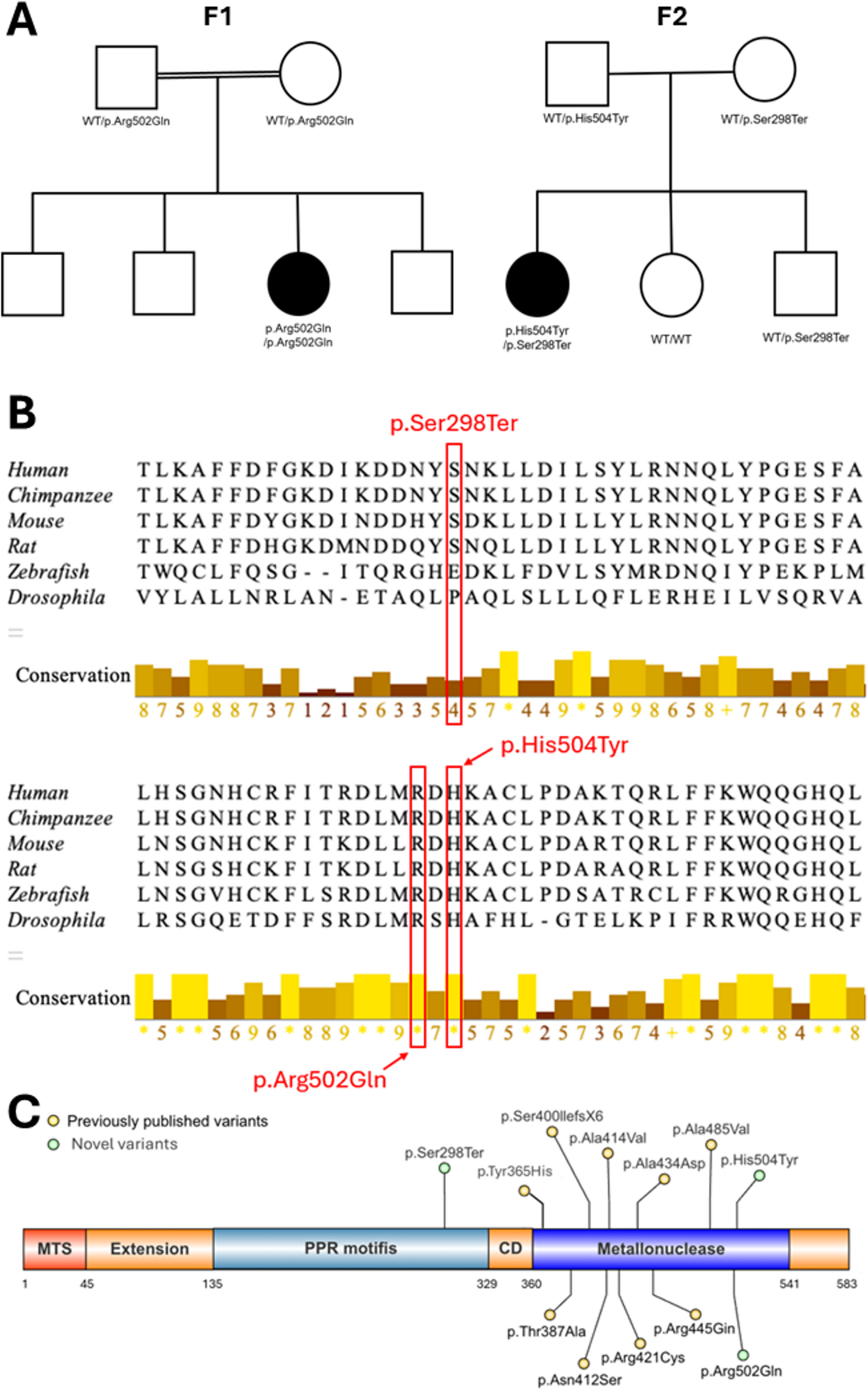 Expanding the genotypic spectrum of combined oxidative phosphorylation deficiency 54