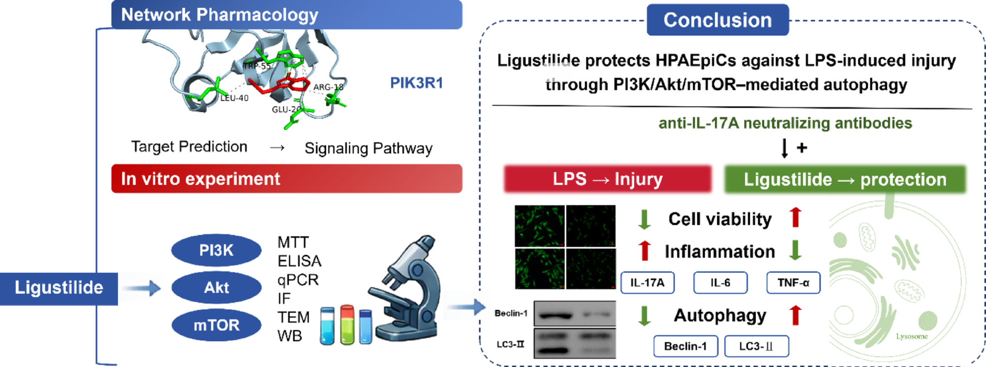 A novel mechanism for treating acute lung injury with ligustilide: elucidation via network pharmacology and in vitro validation