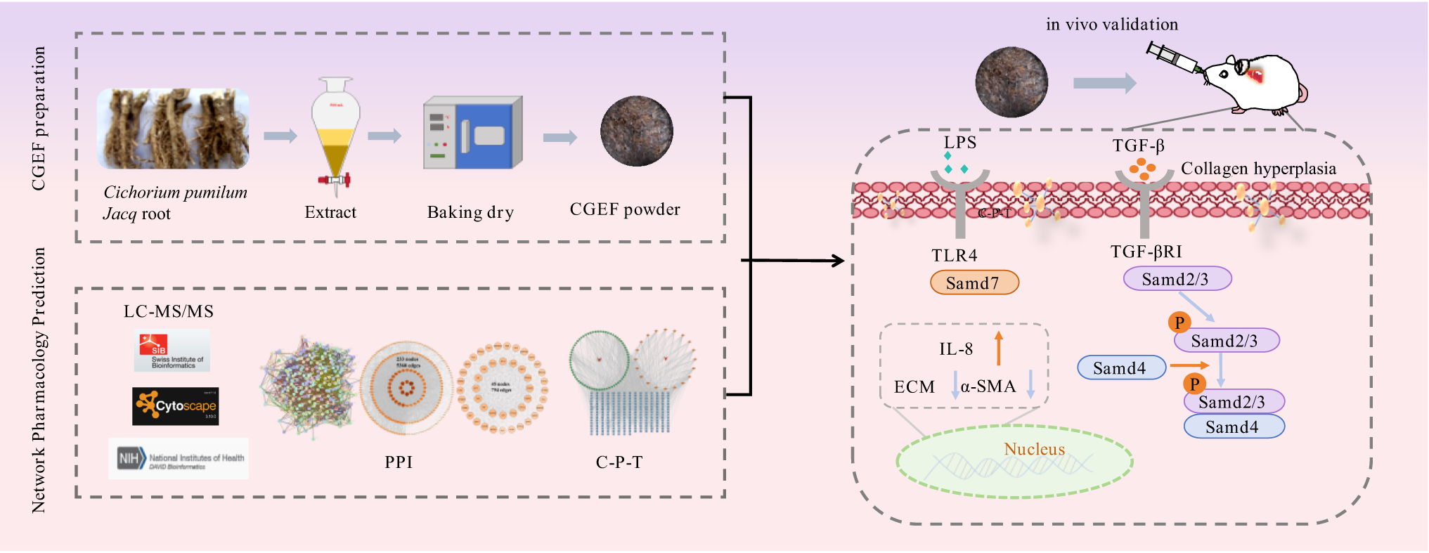 The mechanism of the water layer extract of  water extract in the treatment of Hepatic fibrosis was investigated using HPLC-MS/MS and network pharmacology