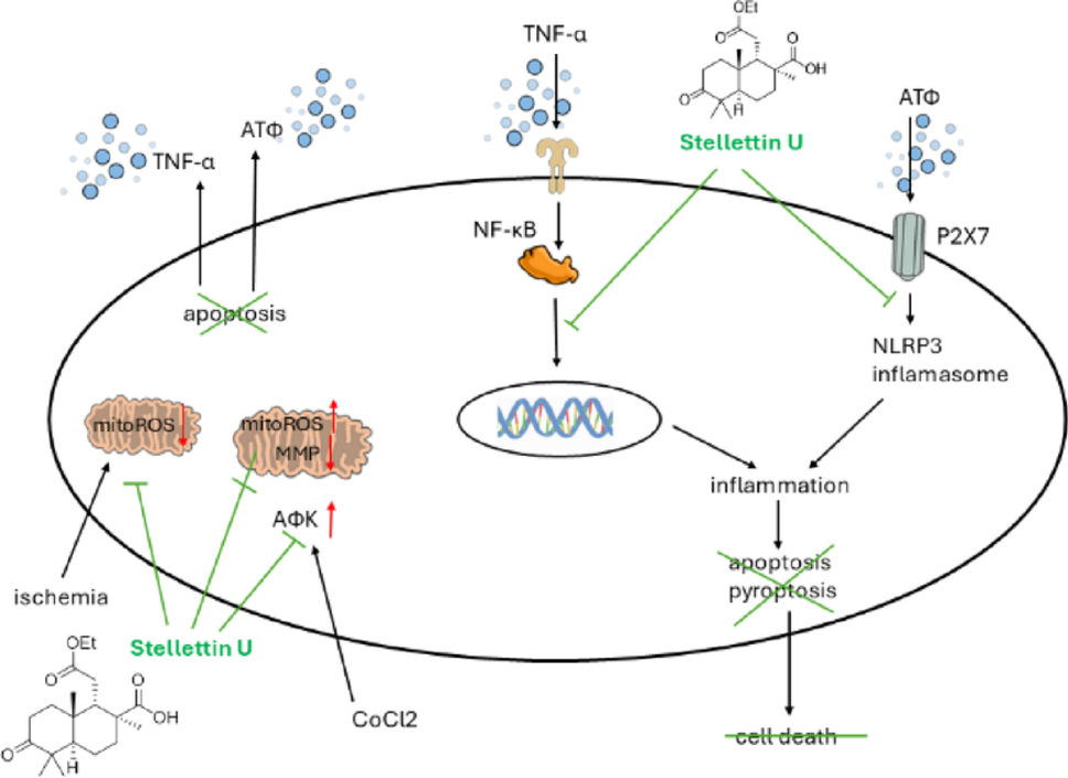 Biological activity of isomalabaricane compounds from the marine sponge