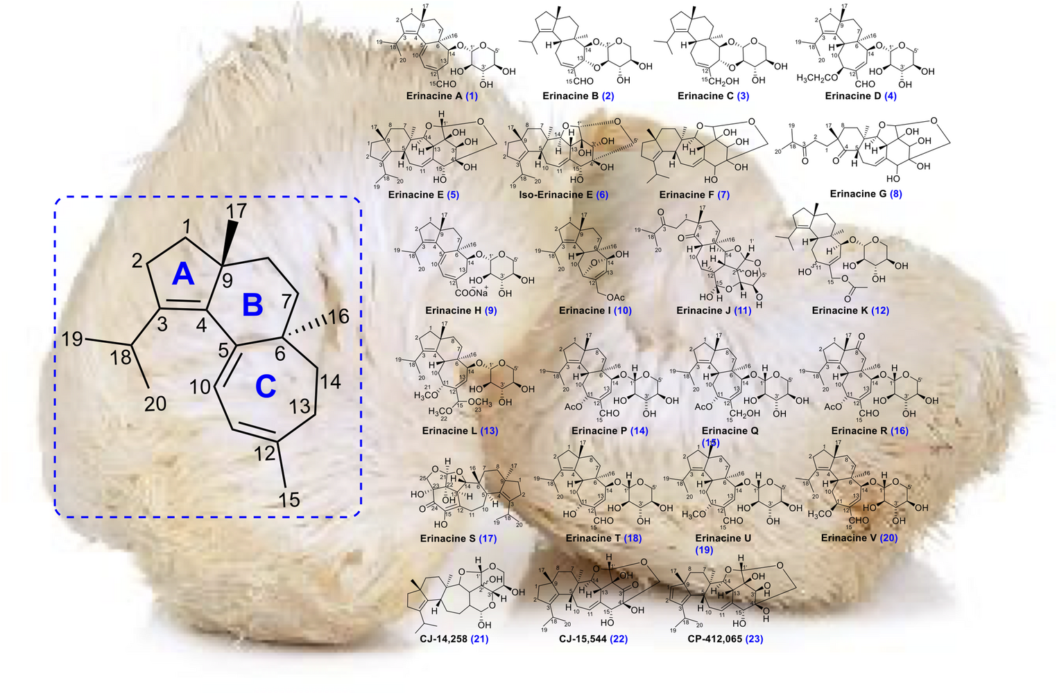 Chemistry and bioactivities of erinacines from  fungi