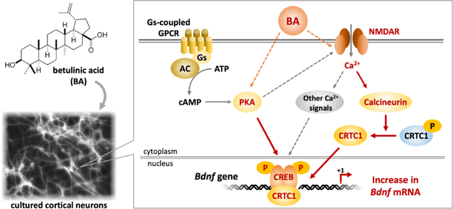 Betulinic acid increases brain-derived neurotrophic factor expression via the PKA, NMDA receptor, and calcineurin pathways in cultured cortical neurons