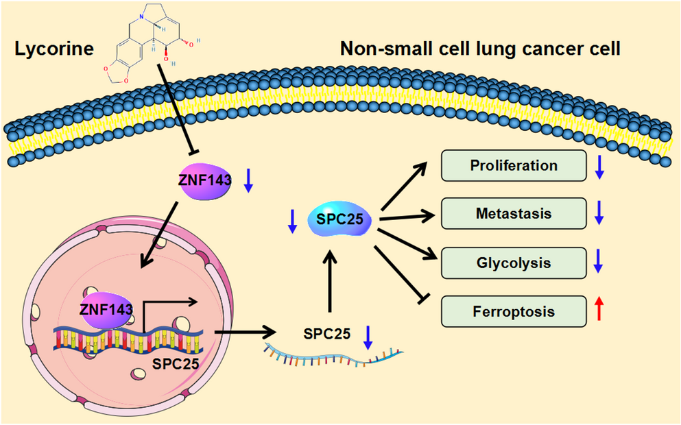 A plant alkaloid lycorine inhibits non-small cell lung cancer cell proliferation, metastasis, glycolysis and promotes ferroptosis through the ZNF143/SPC25 axis