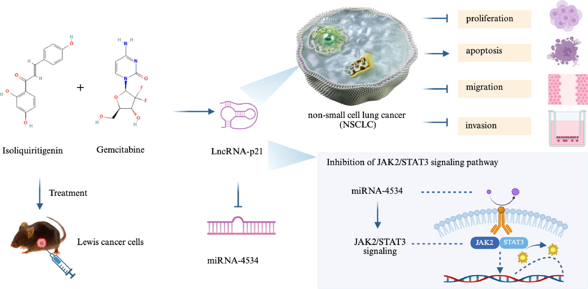 Isoliquiritigenin combined with gemcitabine inhibited lung cancer by suppressing JAK2/STAT3 signaling via lncRNA-p21/miRNA-4534 axis