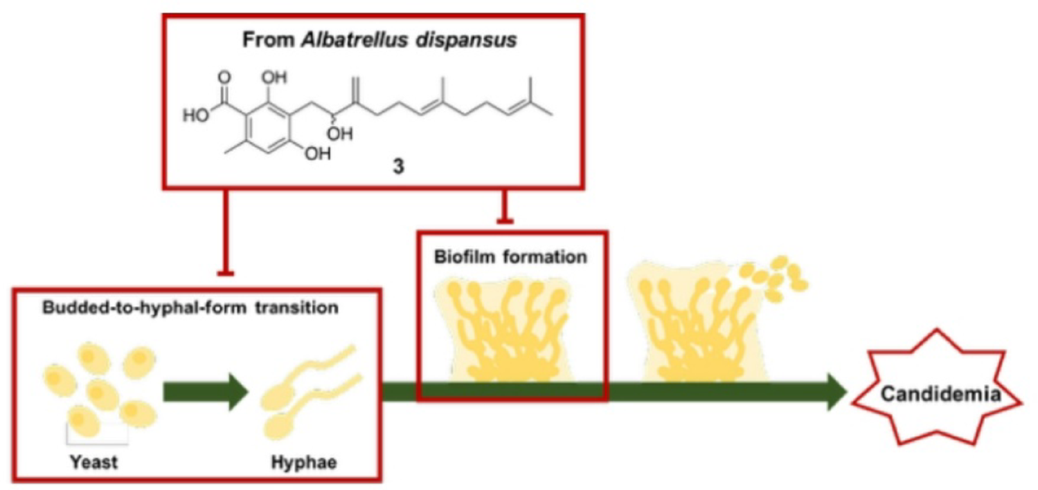 Meroterpenoids from the fruiting body of  with inhibitory activities against  budded-to-hyphal-form transition and biofilm formation