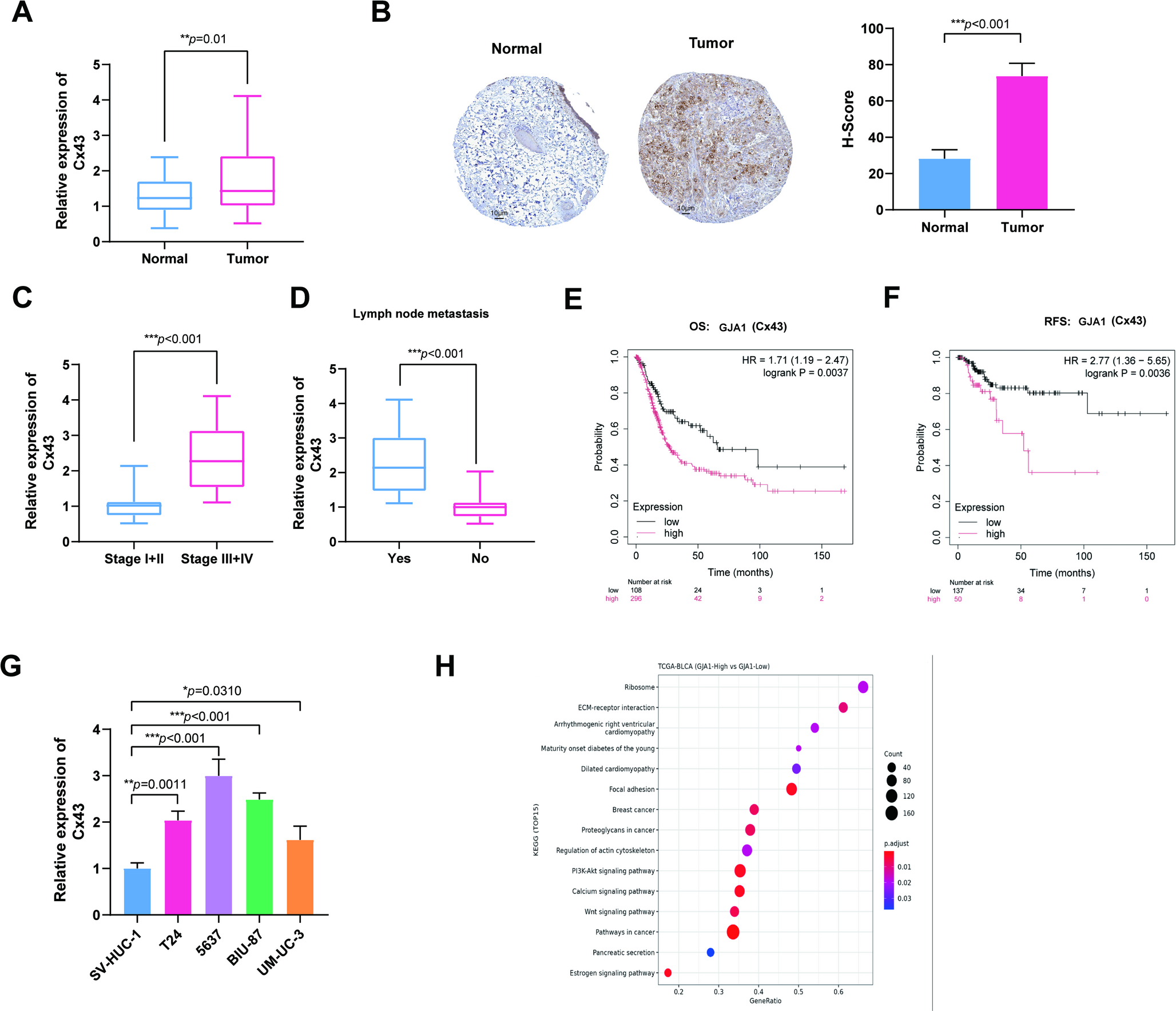 Cx43 modulates malignant phenotypes in bladder cancer cells via the c-Src/PTEN/FAK axis