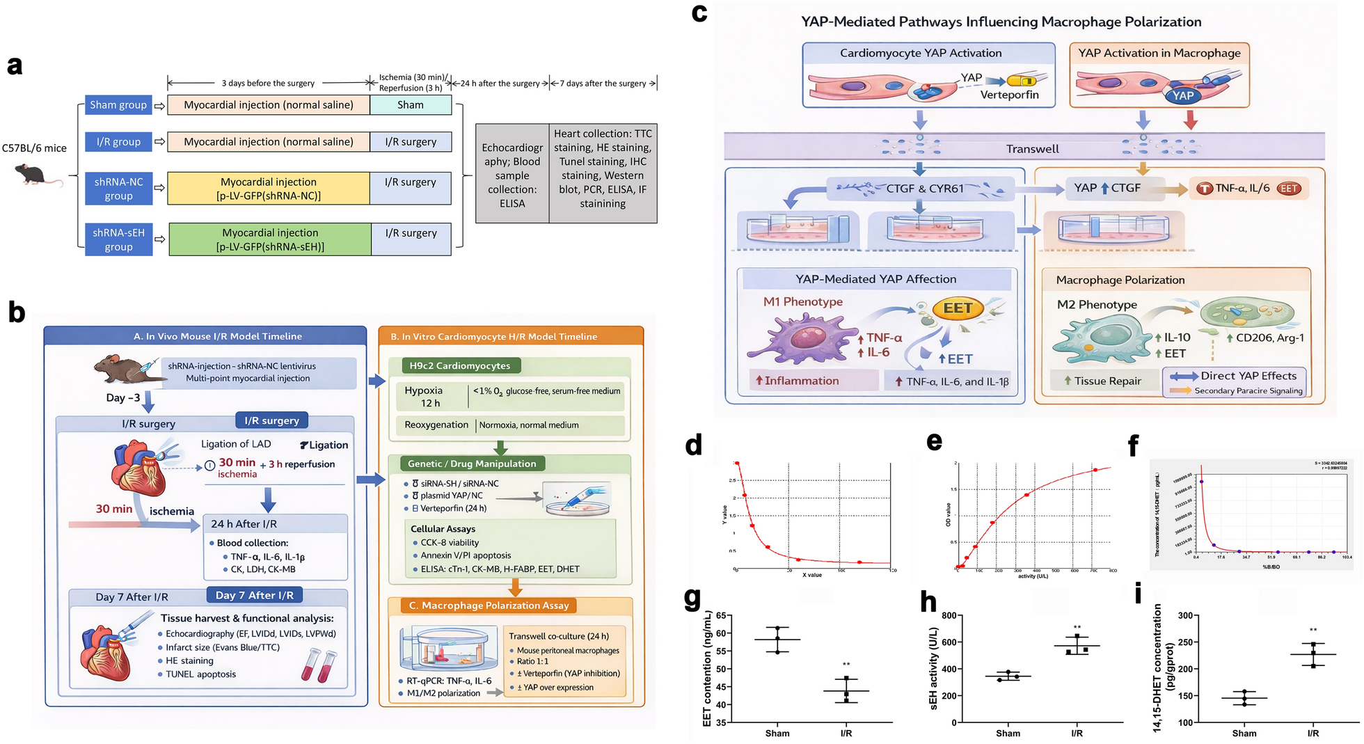 Silencing soluble epoxide hydrolase protects against myocardial ischemia–reperfusion injury through modulation of the YAP signaling pathway and macrophage polarization