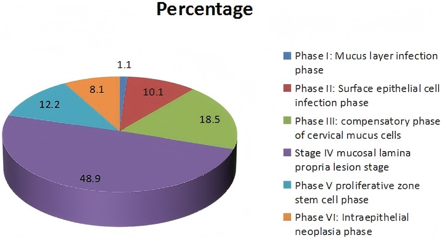 Histomorphological analysis of the relationship between  infection of the gastric mucosa and host immunity strength