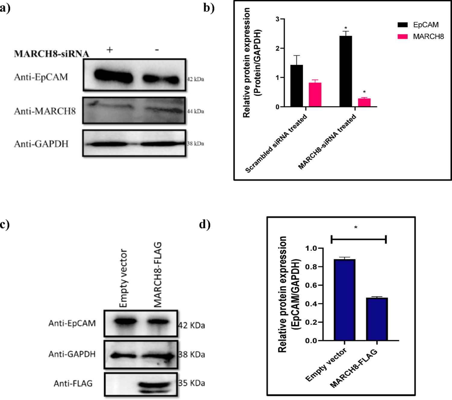 EpCAM as a novel target of MARCH8: implications for esophageal squamous cell carcinoma progression