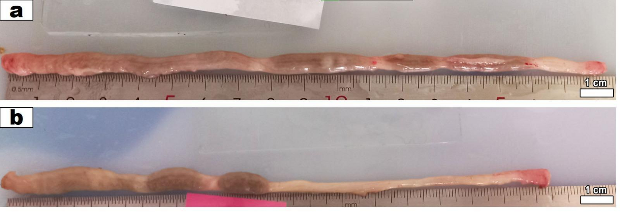 Colonic inflammatory response in a D-galactose-induced aging model: elevated IL-1β expression