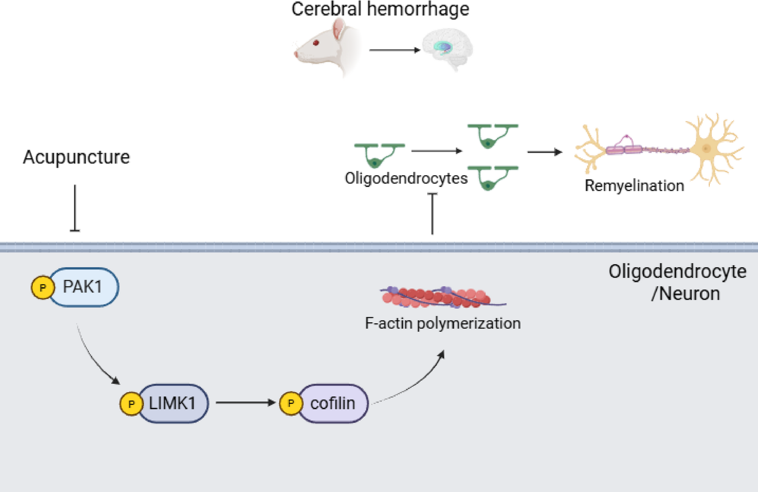 Acupuncture modulates actin homeostasis and promotes myelin sheath regeneration in rat models of intracerebral hemorrhage