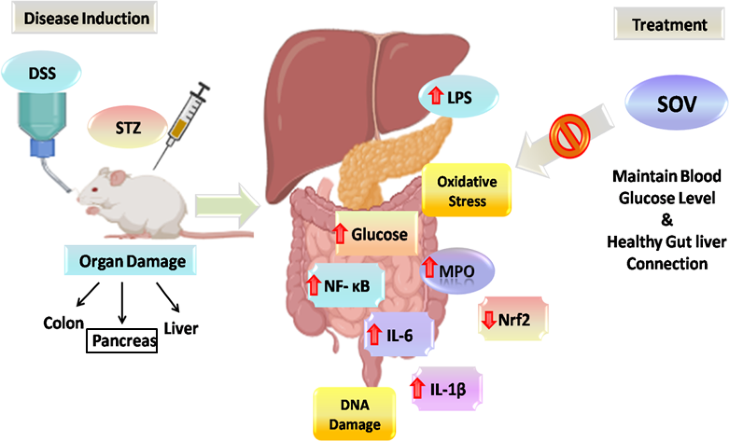 Investigate sodium orthovanadate molecular mechanisms in diabetes-aggravated ulcerative colitis, focusing on Nrf2/Keap1 antioxidant and NF-κB/IL-6 inflammatory pathways