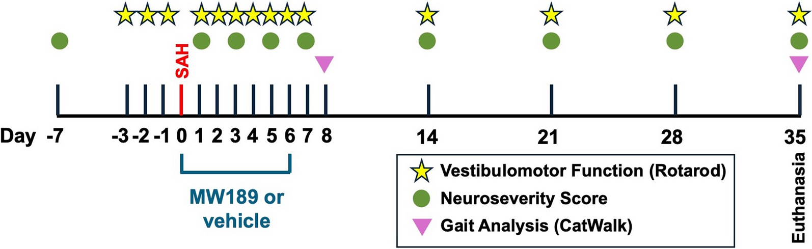 A Novel Anti-Inflammatory Small Molecule MW189 Reduces Microglial Activation and Improves Functional Outcomes in a Murine Model of Subarachnoid Hemorrhage