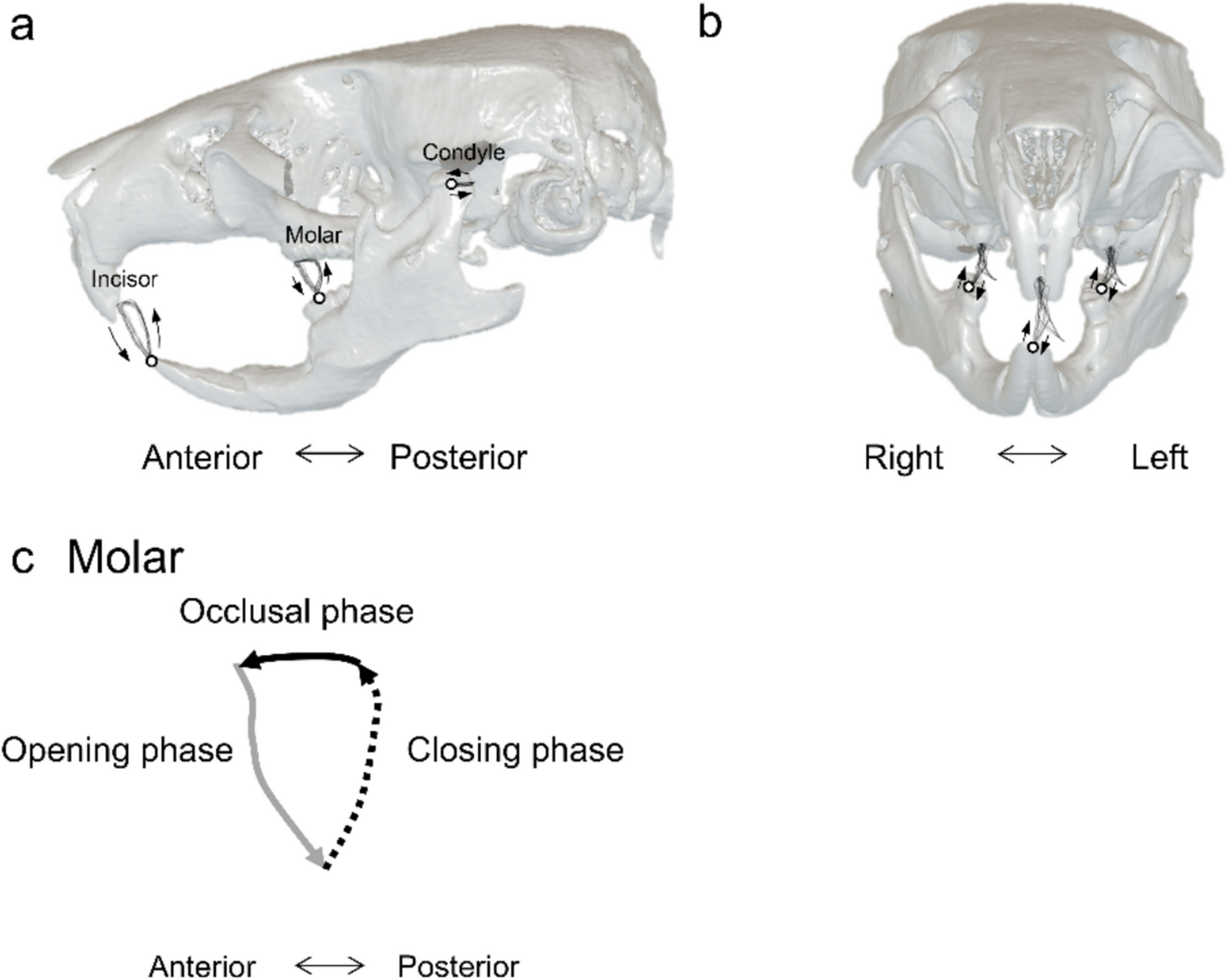 Modulation of jaw movement patterns in response to different food textures during mastication in mice