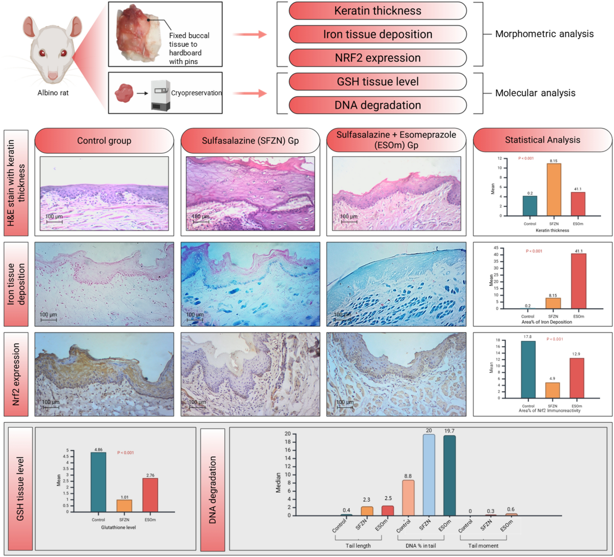 The effect of individual sulfasalazine administration and in combination with esomeprazole on buccal mucosa of albino rats: histological, immunohistochemical, and molecular study