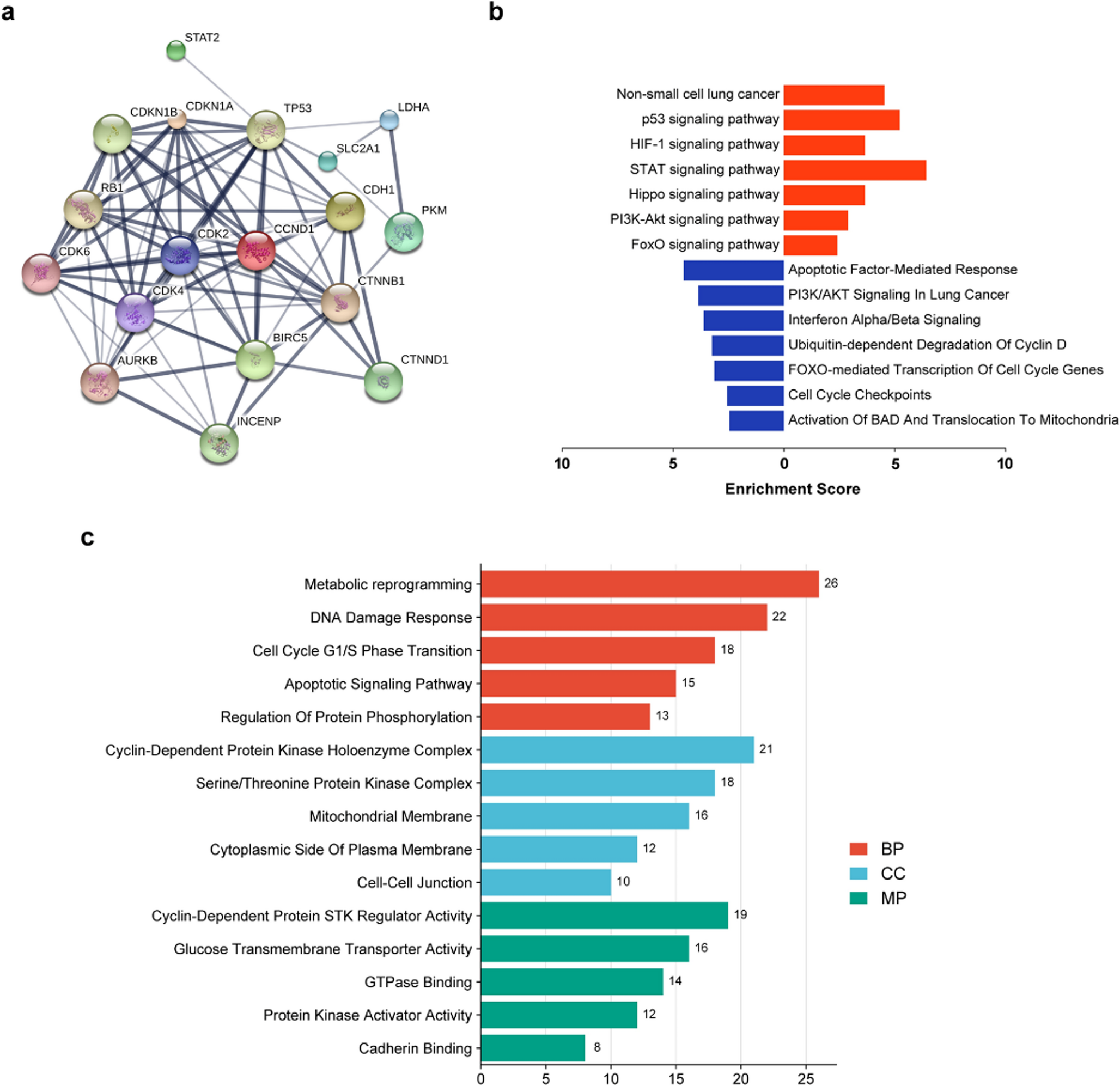 Trigonelline suppresses the tumor progression via STAT2 signalling pathway in non-Small cell lung carcinoma