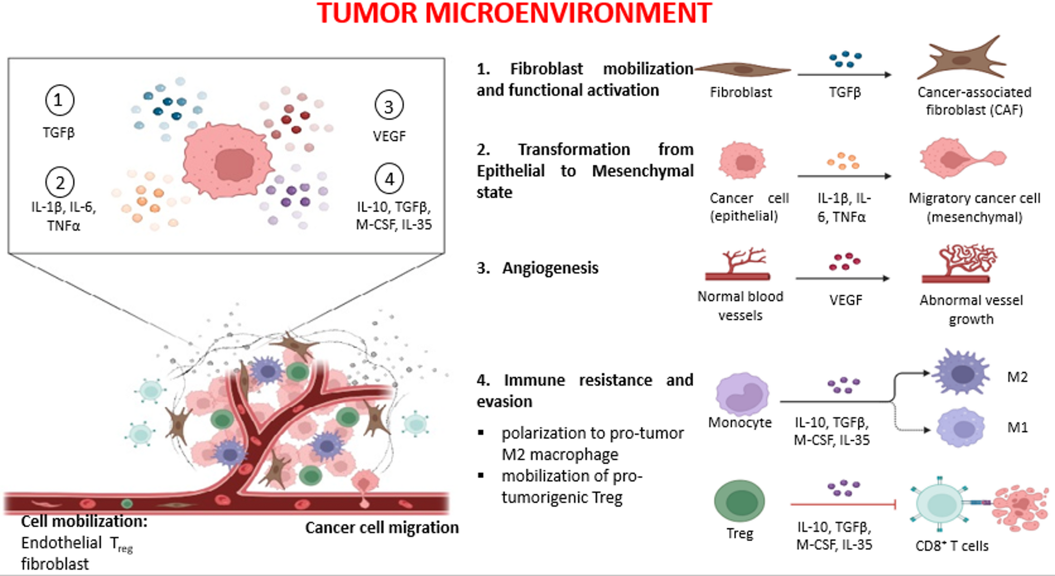 Glioma–Immune crosstalk in the tumor microenvironment: mechanistic insights and therapeutic translation