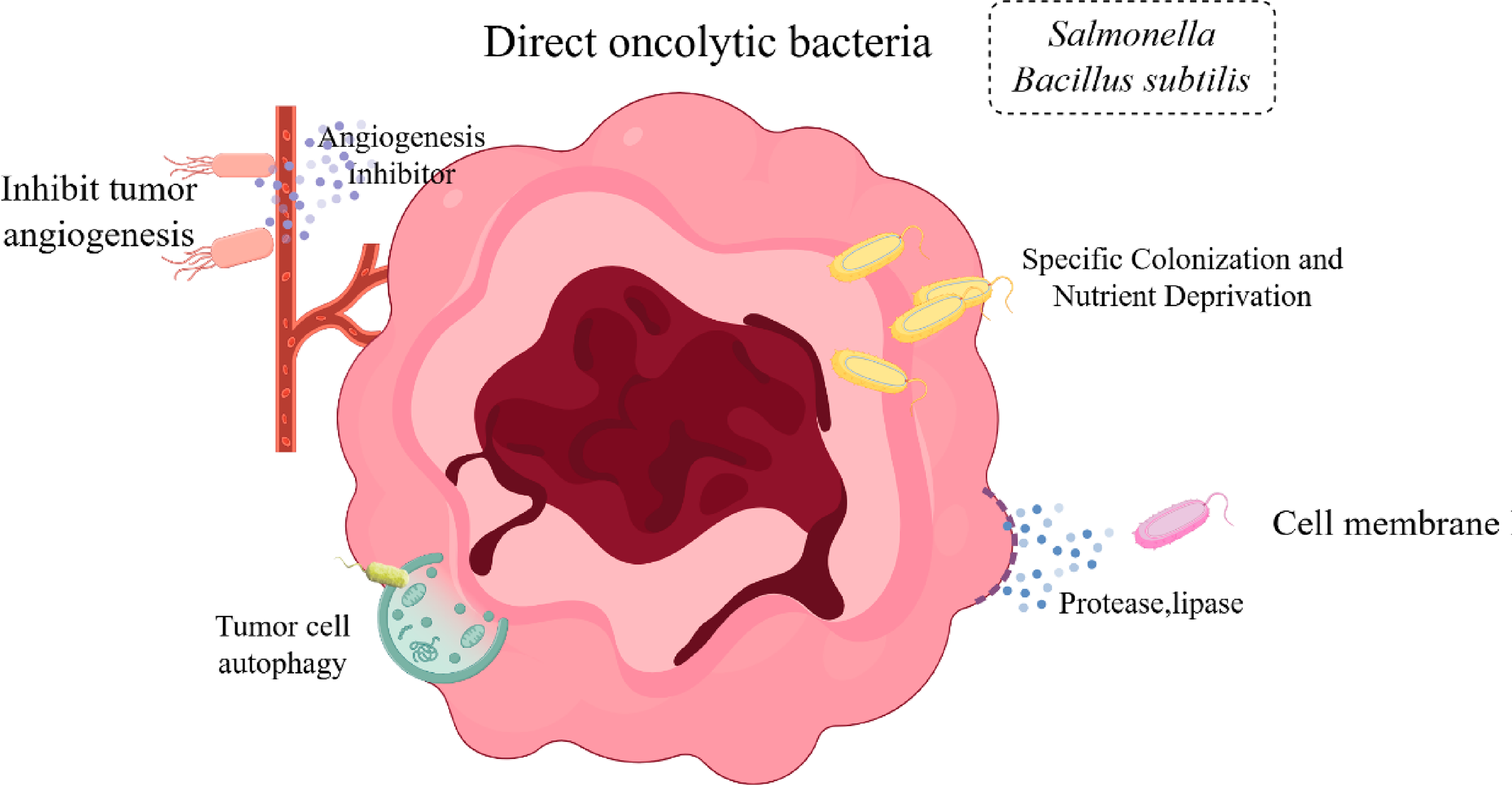 Research progress and clinical translation challenges in the use of oncolytic bacteria for cancer therapy